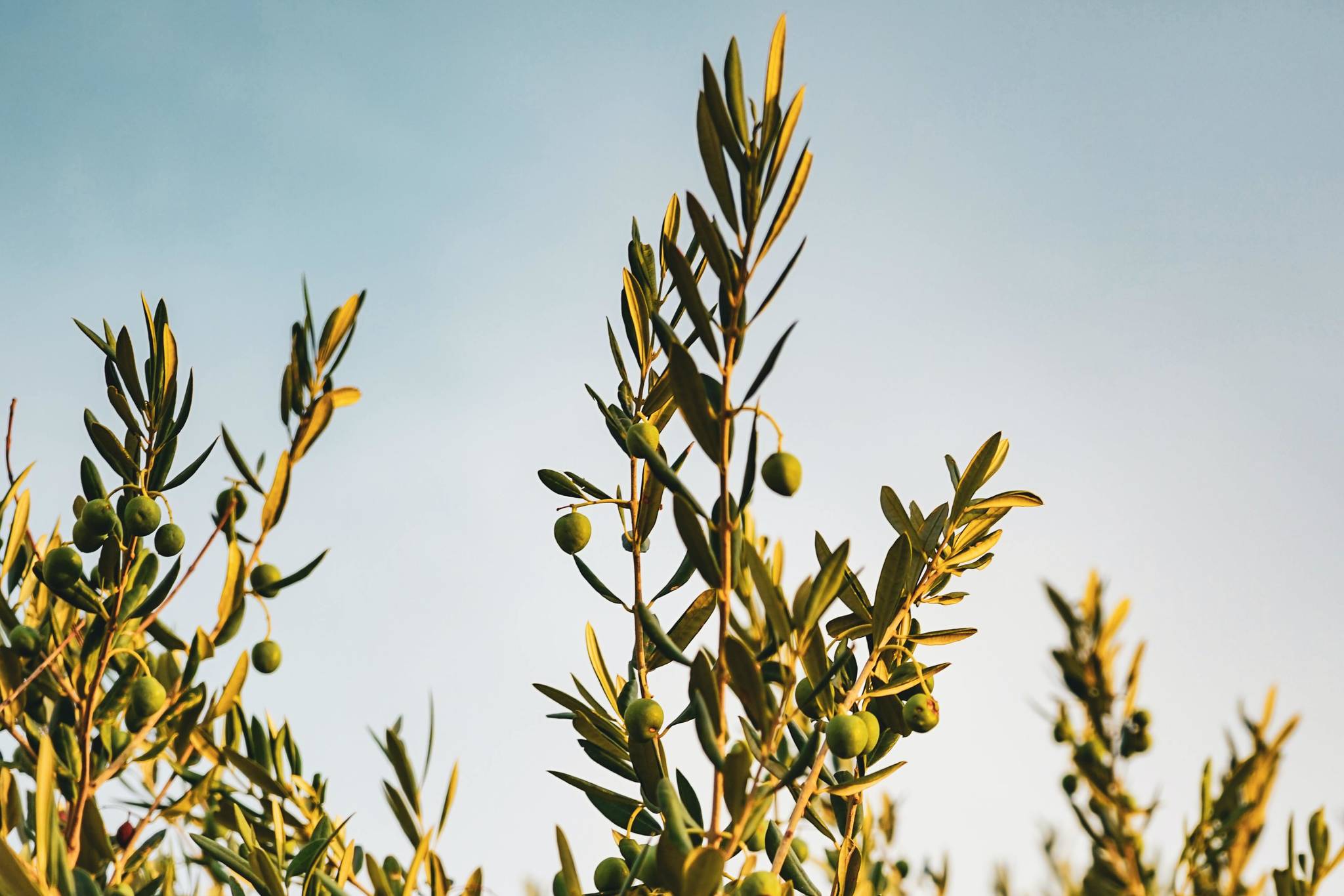 extend the olive branch