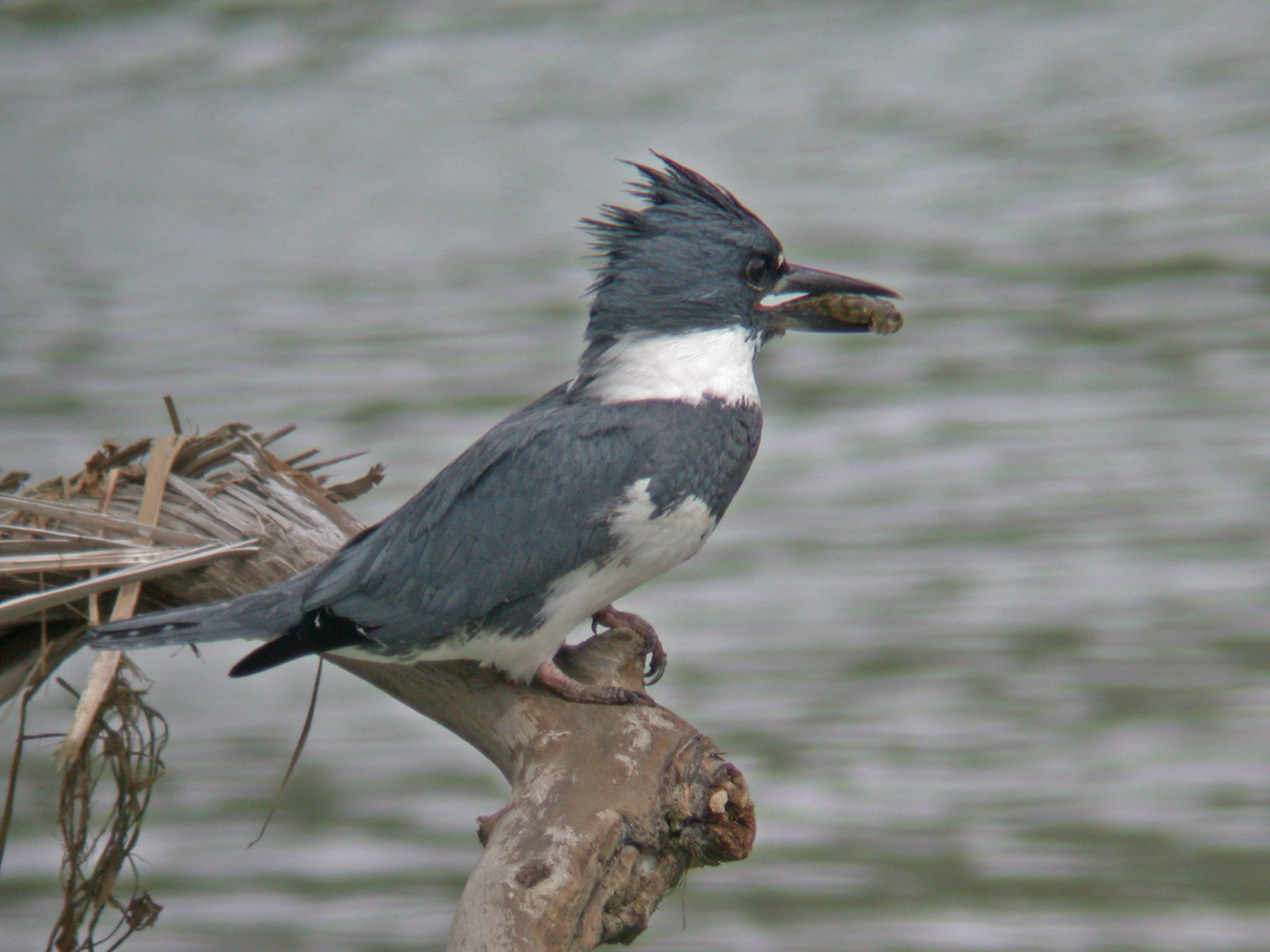 A belted kingfisher holds a sculpin for lunch. (Courtesy Photo / Bob Armstrong)