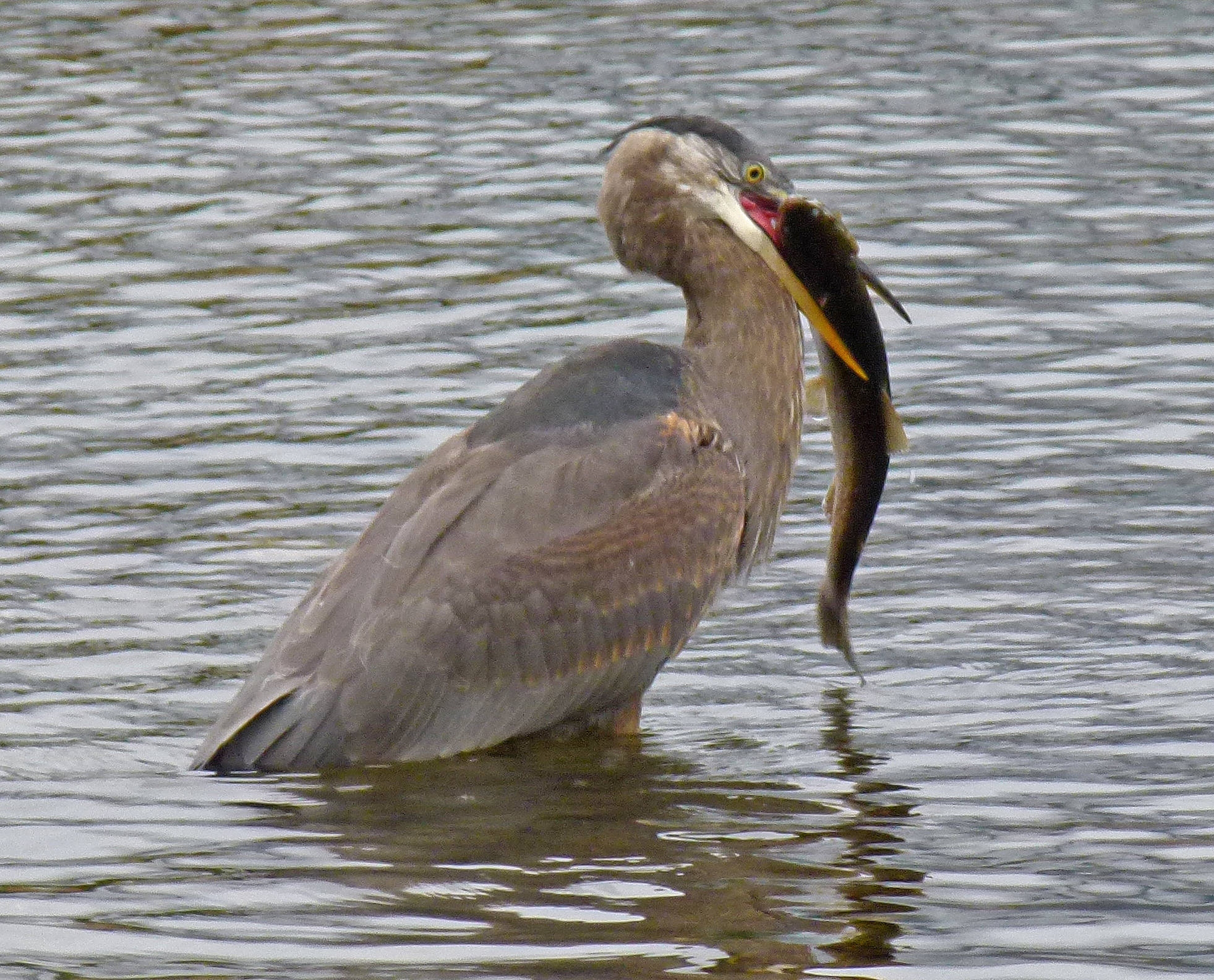 A great blue heron is about to swallow an adult Dolly Varden. (Courtesy Photo / Bob Armstrong)