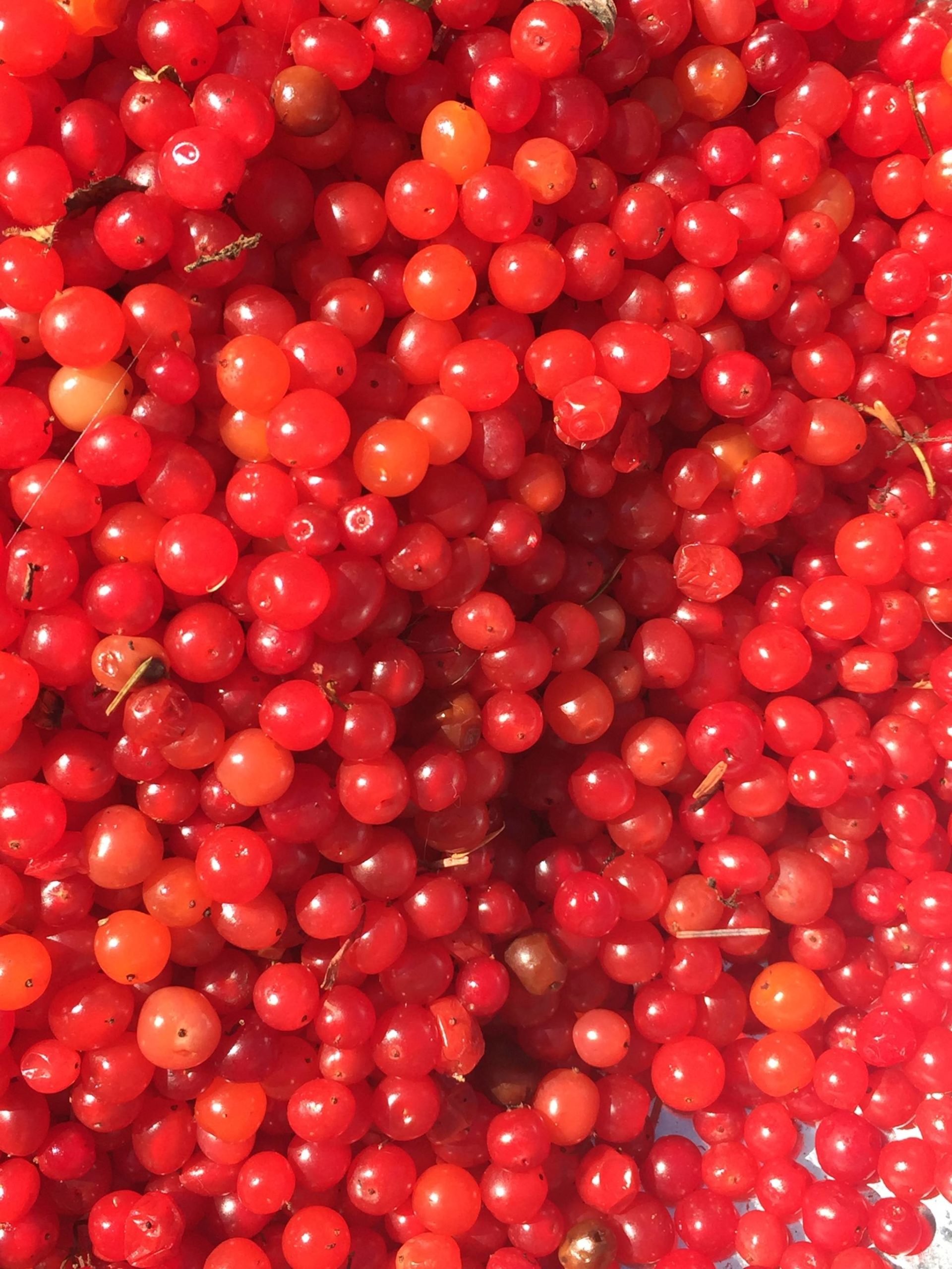 Despite their name, highbush cranberries arent actually cranberries. High bush cranberries are actually in the honeysuckle family and are closely related to elderberries. (Vivian Mork Yéilk / For the Capital City Weekly)