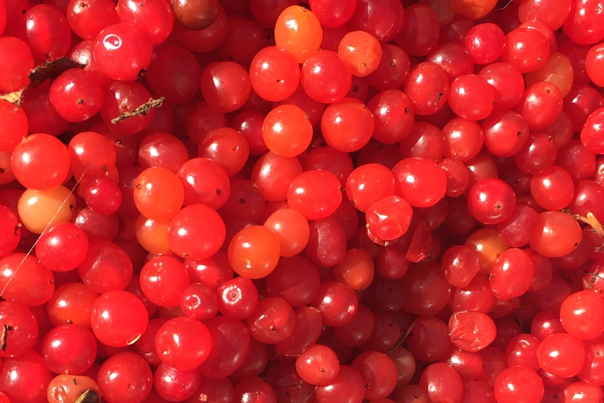 Despite their name, highbush cranberries aren’t actually cranberries. High bush cranberries are actually in the honeysuckle family and are closely related to elderberries. (Vivian Mork Yéilk’ / For the Capital City Weekly)