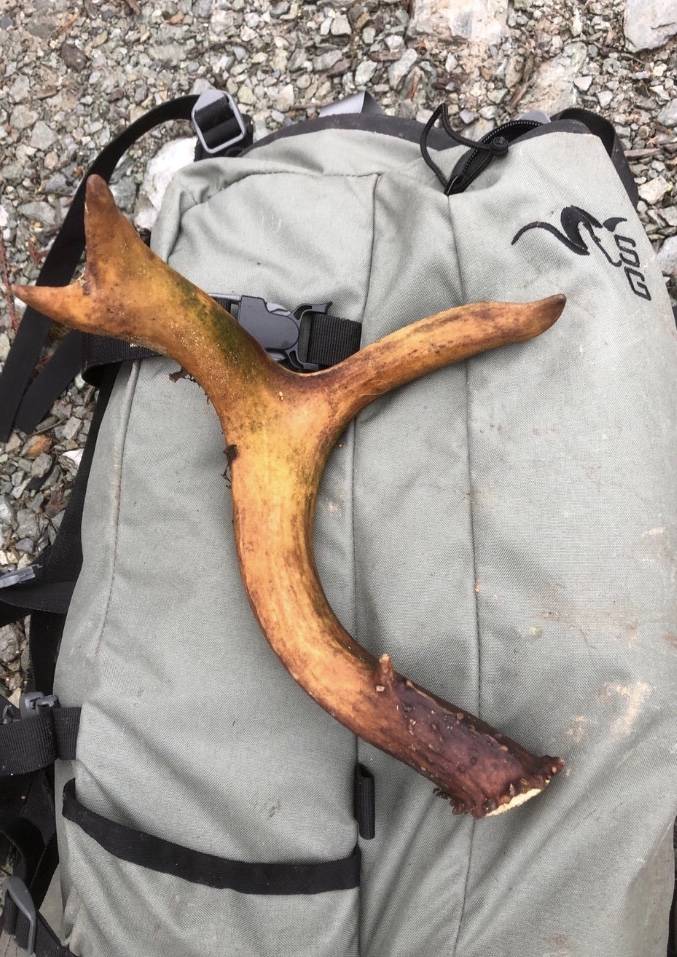 The author’s consolation prize for a buck-less November so far has been a single shed. (Jeff Lund / For Juneau Empire)