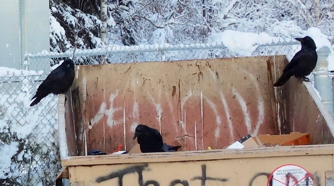 Ravens at a dumpster in Fairbanks at 10 below zero. (Courtesy Photo / Scott Kiefer)
