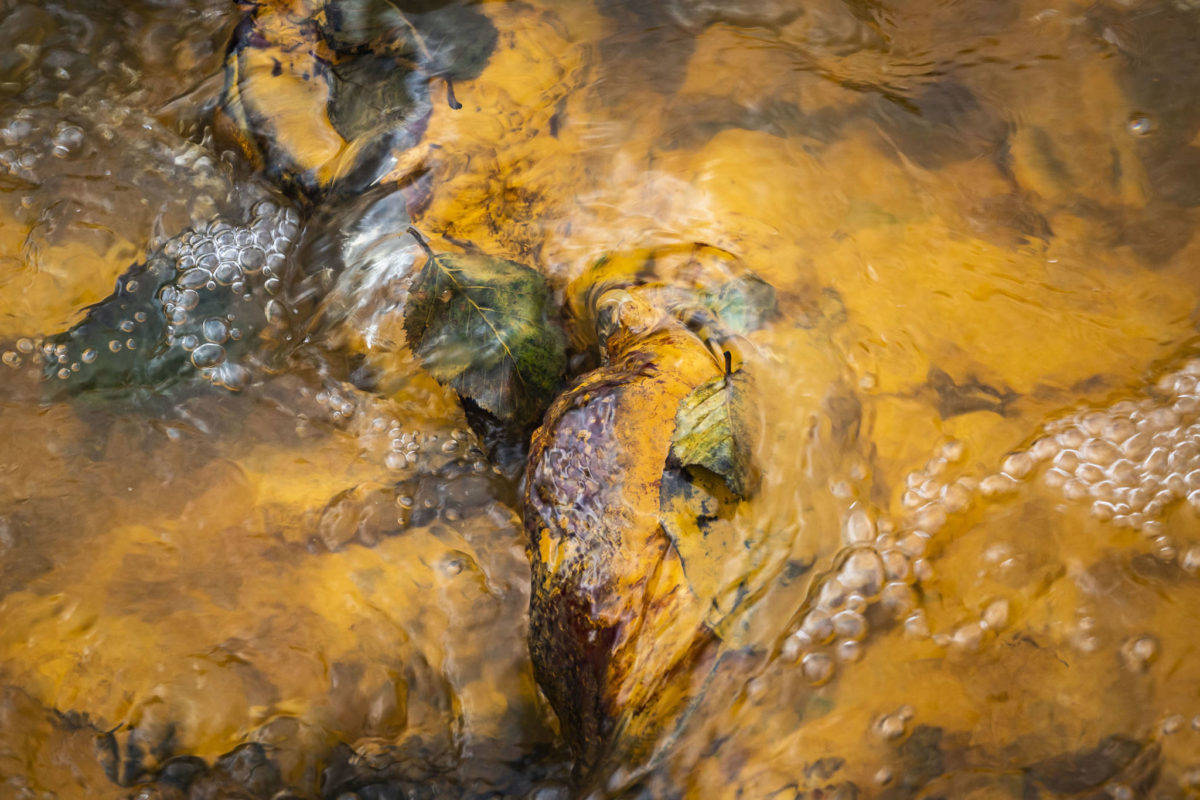 In this October 2018 photo, leaves and rocks coated in acid mine drainage from the Tulsequah Chief Mine flow into a creek in the Tulsequah River in British Columbia, Canada. (Courtesy Photo | Chris Miller)