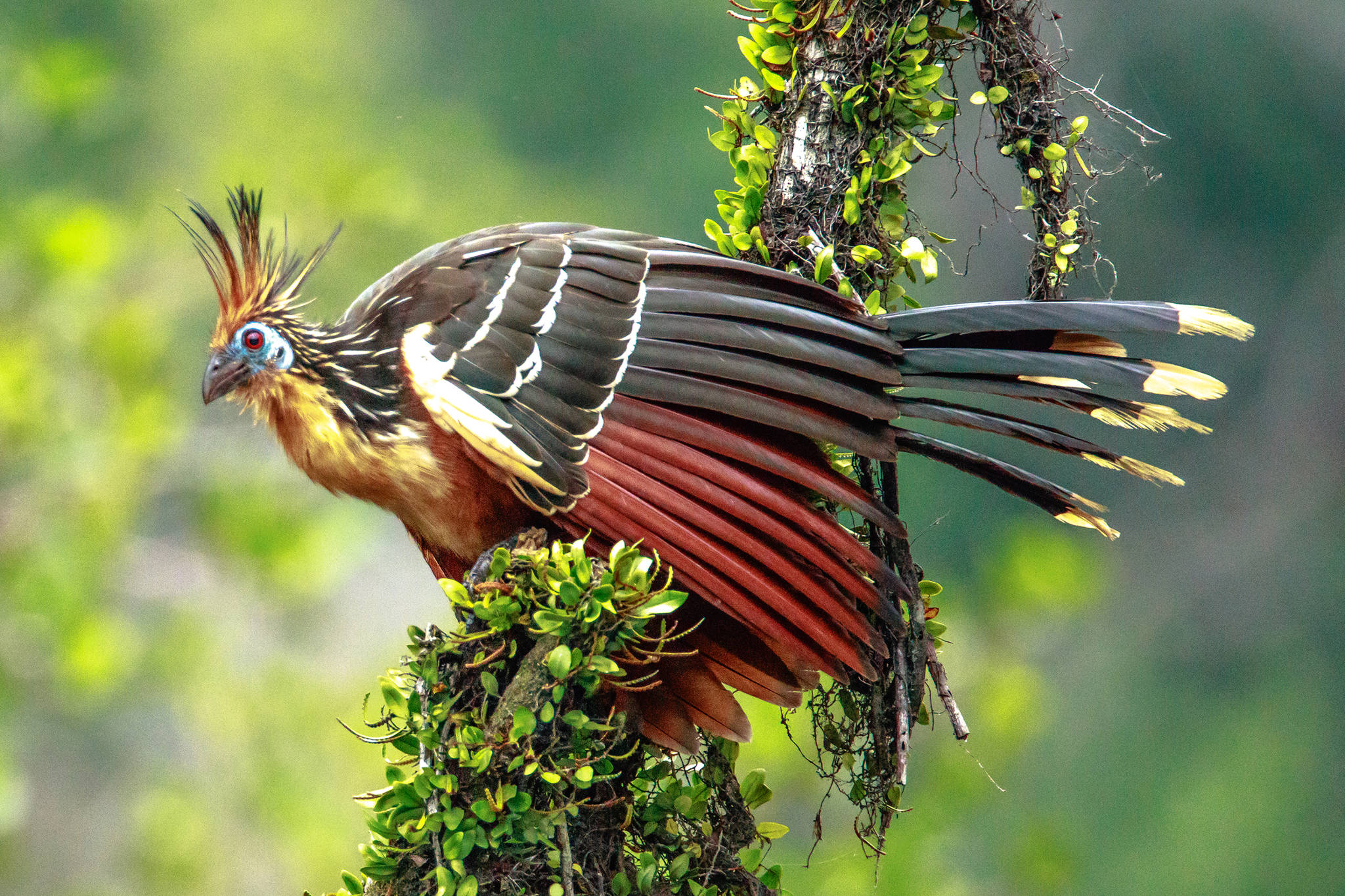 The strange hoatzin of South America eats mostly leaves; its crop has been modified to do double-duty, becoming used for digestion as well as storage. (Courtesy Photo / Murray Foubister, Wikimedia)
