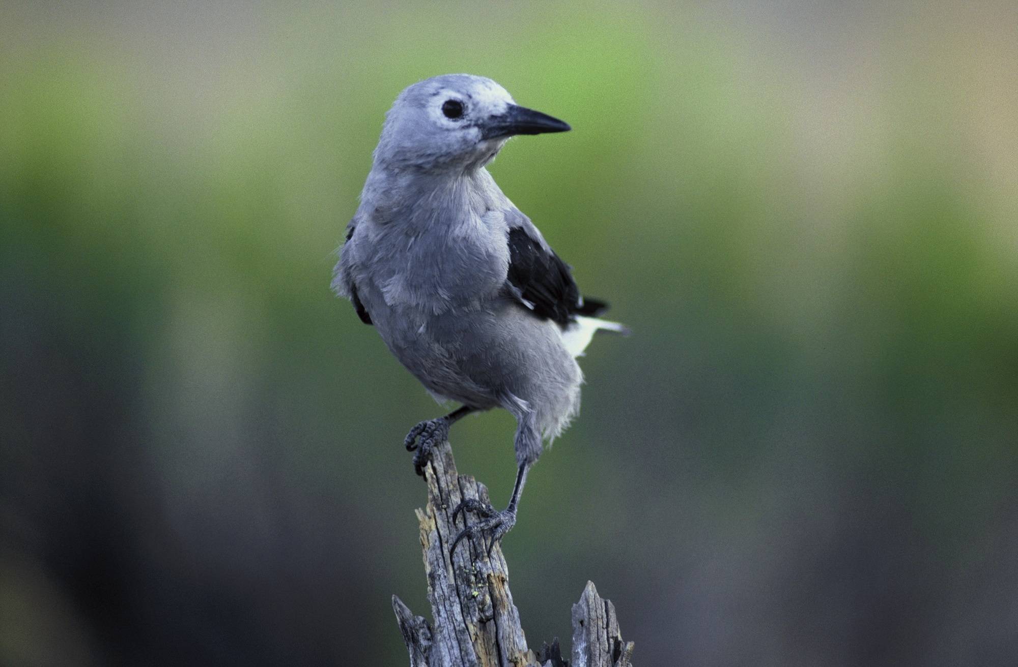 Clark’s nutcracker reportedly can carry a hundred or more pine seeds in their gular pouches, to be cached for future lunches. (Courtesy Photo / Claudie McMichael, Pixy)