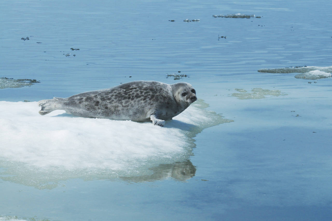 National Oceanic and Atmospheric Administration
An Arctic ringed seal, which is listed as a “threatened” subspecies of ringed seal under the Endangered Species Act.