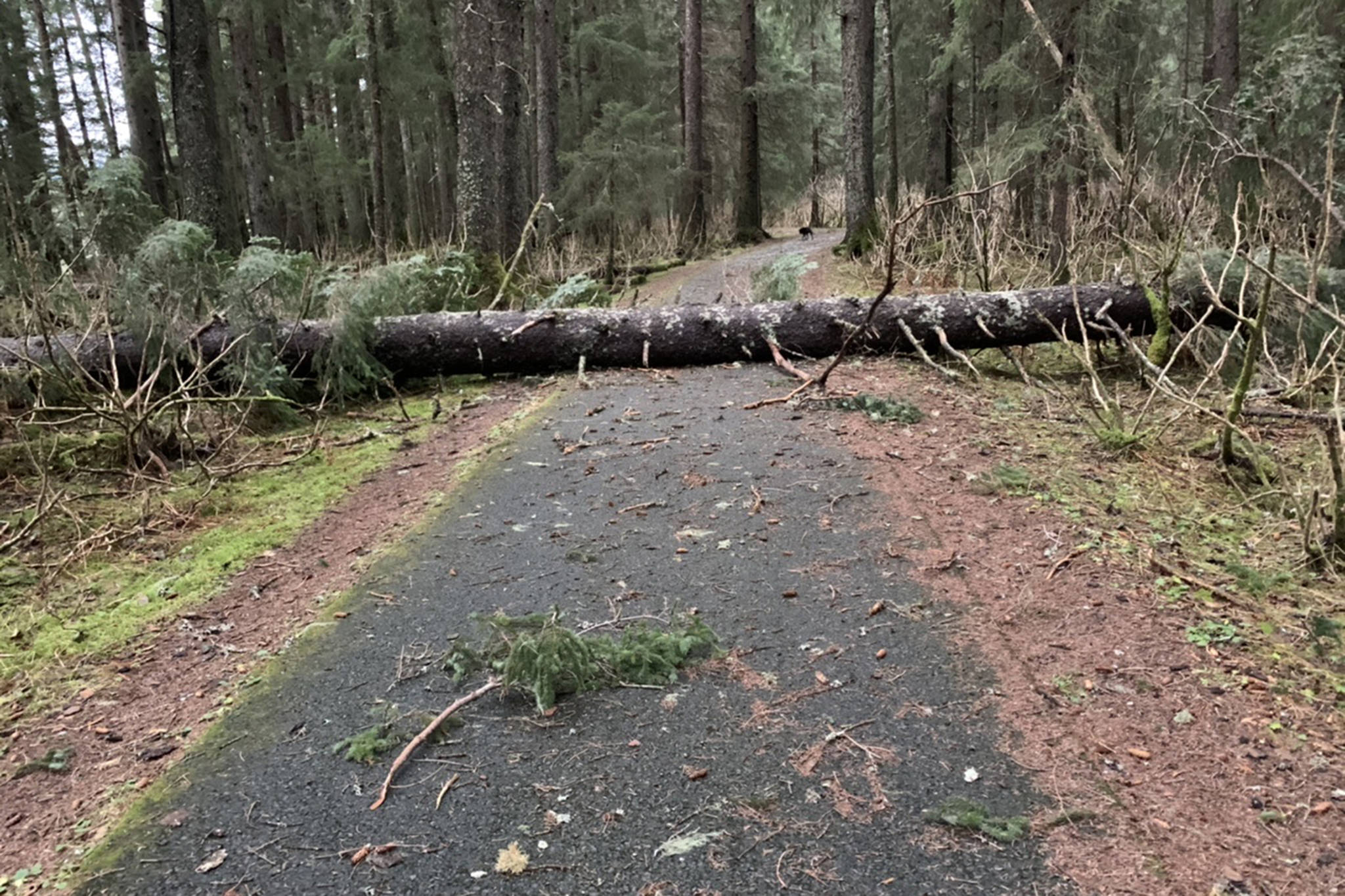 This photo shows one of several trees down across the Mendenhall River Trail, not far from trail head off Back Loop Road. (Courtesy Photo / Sue Arthur)