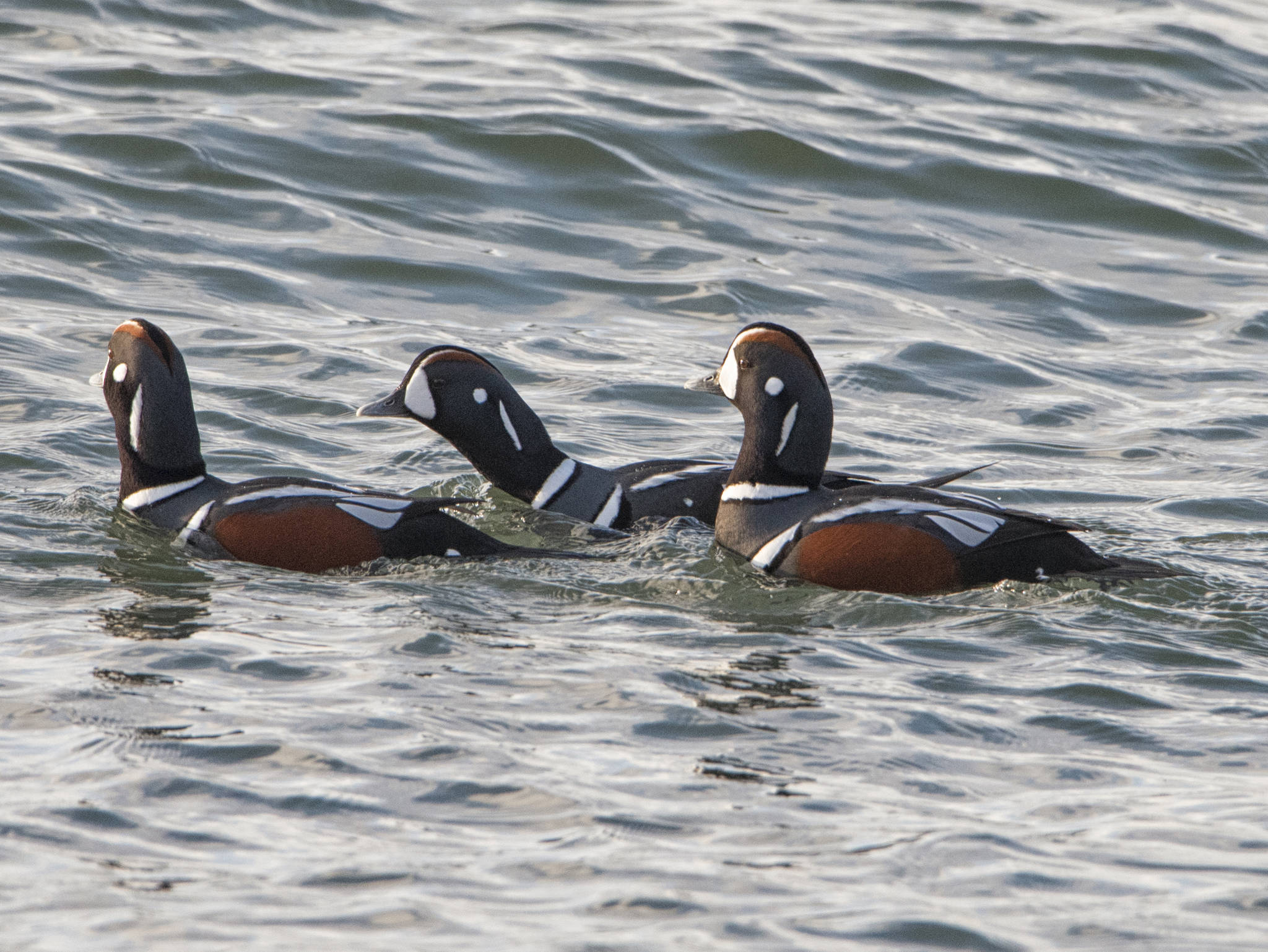Harlequin ducks swim by Point Louisa on Dec. 10. (Courtesy Photo / Kenneth Gill, gilfoto)