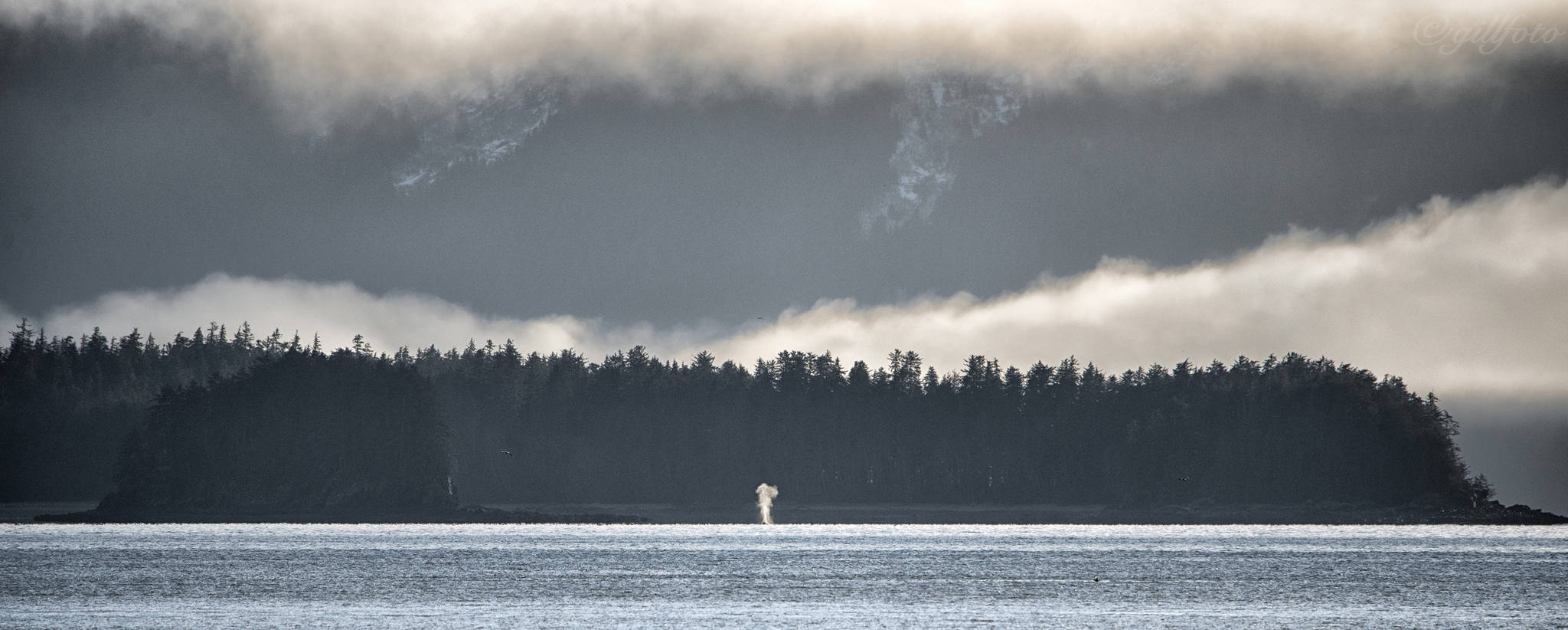 Humpback Whale blows over by Outer Point, Douglas Island on Dec. 9. (Courtesy Photo / Kenneth Gill, gillfoto)