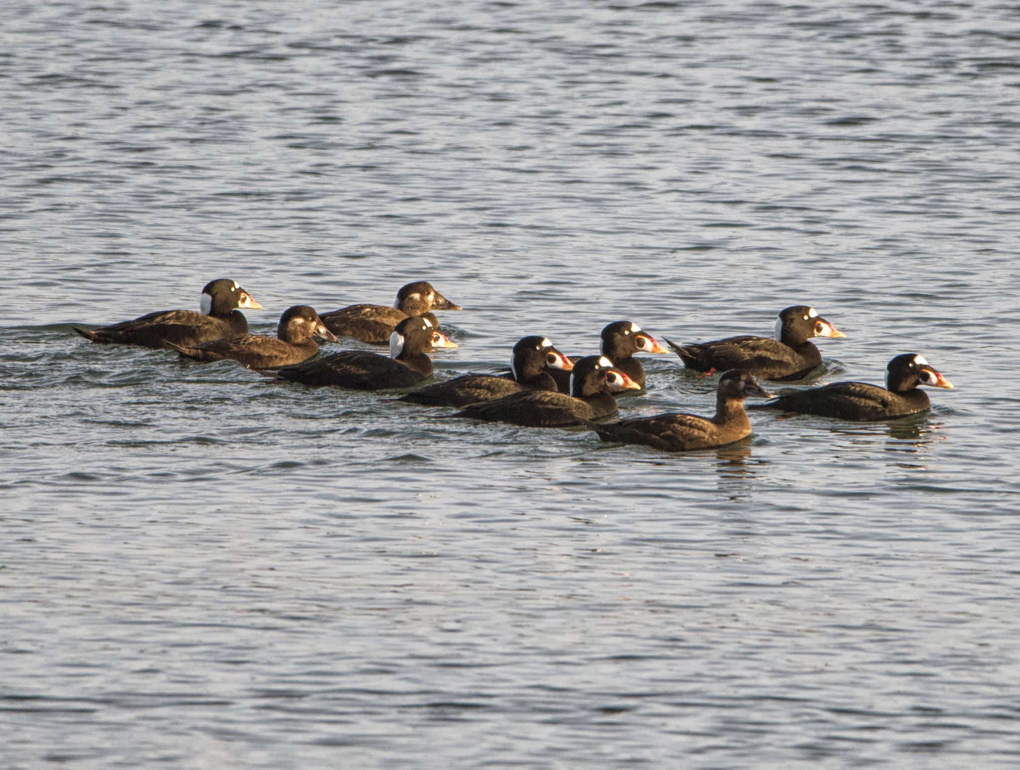 A small raft of Surf Scoter off Point Louisa on Dec. 10. (Courtesy Photo / Kenneth Gill)