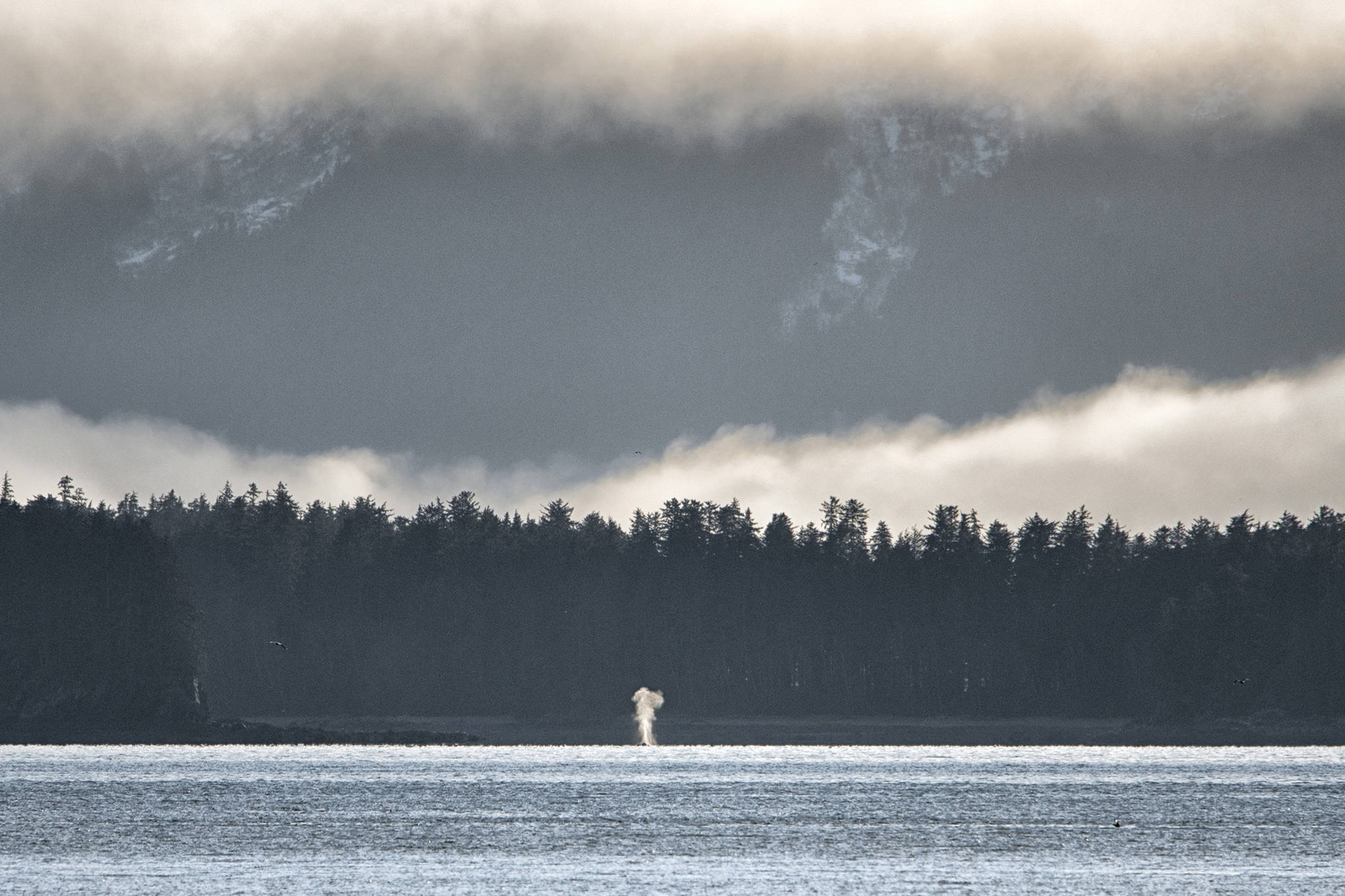 Humpback Whale blows over by Outer Point, Douglas Island.