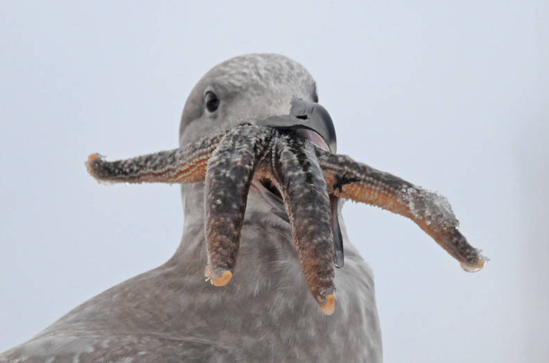 This glaucous-winged gull is trying to cope with a sea star that seems too big, but you never know. (Courtesy Photo / Bob Armstrong)