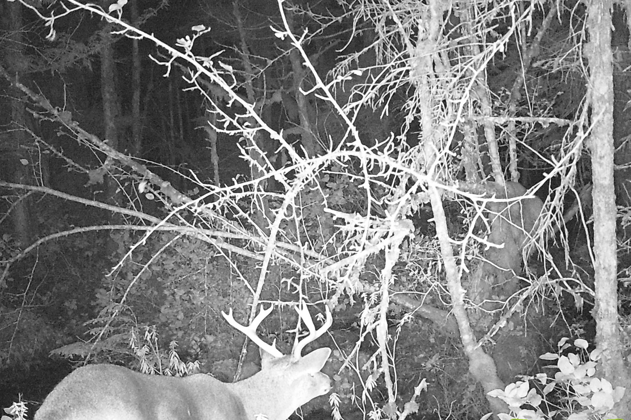 The author never saw the buck he captured on his game camera. In fact, he didn’t see many bucks at all after the first weekend of November. (Jeff Lund / For the Juneau Empire)