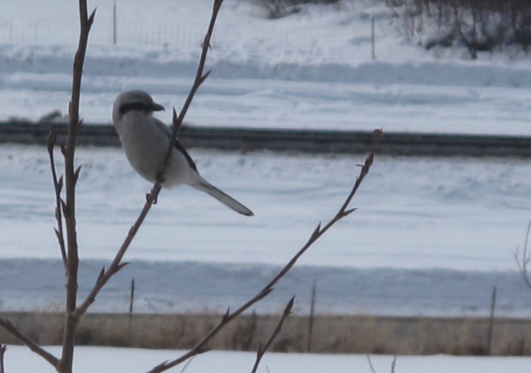 A northern shrike is seen on the University of Anchorage Fairbanks campus. The songbirds impale their prey. (Courtesy Photo / Ned Rozell)