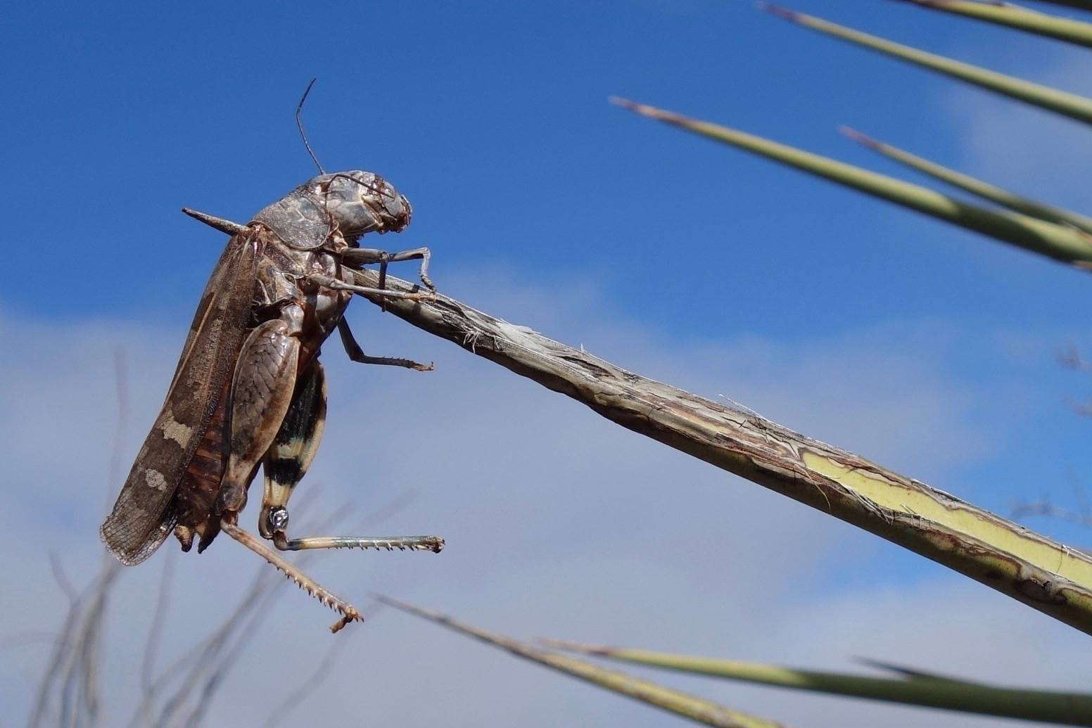 Courtesy Photo / Ned Rozell
An impaled grasshopper, probably the work of a shrike, is seen in West Texas.