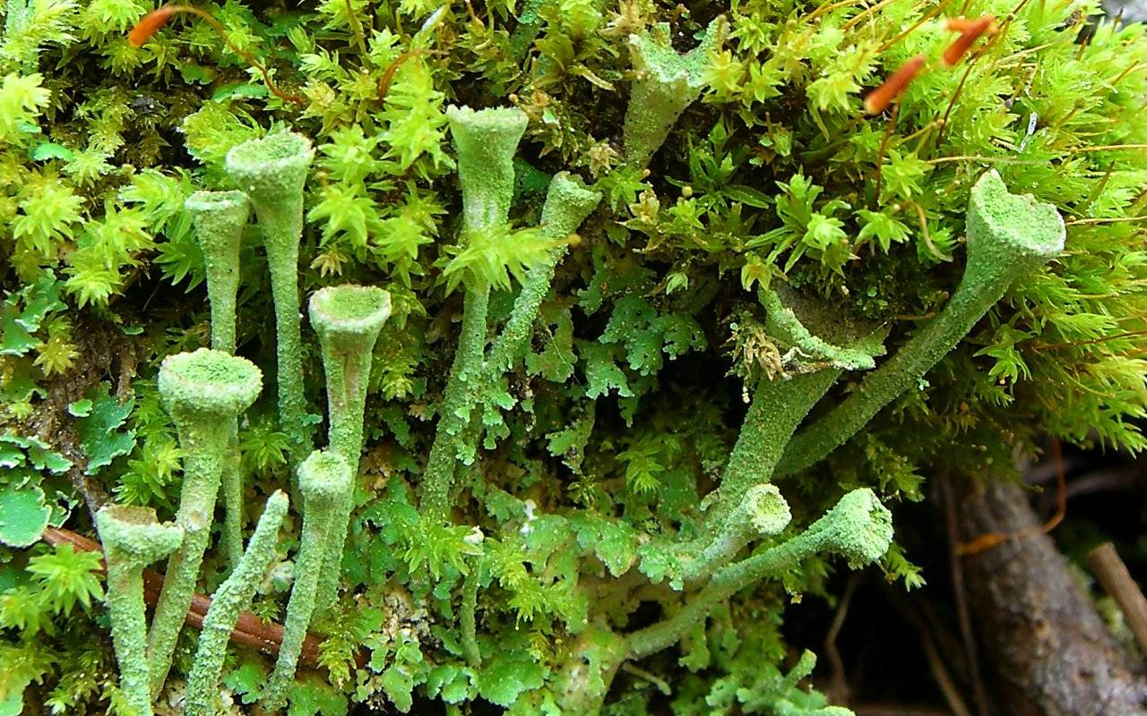 A familiar lichen genus is Cladonia, some of which are known as "pixie cups." These make stalked cups that contain little asexual granules made up of bits of fungus and algae that are enough to start a new lichen individual. These tiny granules can be splashed up to a meter away by a raindrop, but they may also travel by wind. (Courtesy Photo / Jason Hollinger, Flickr)