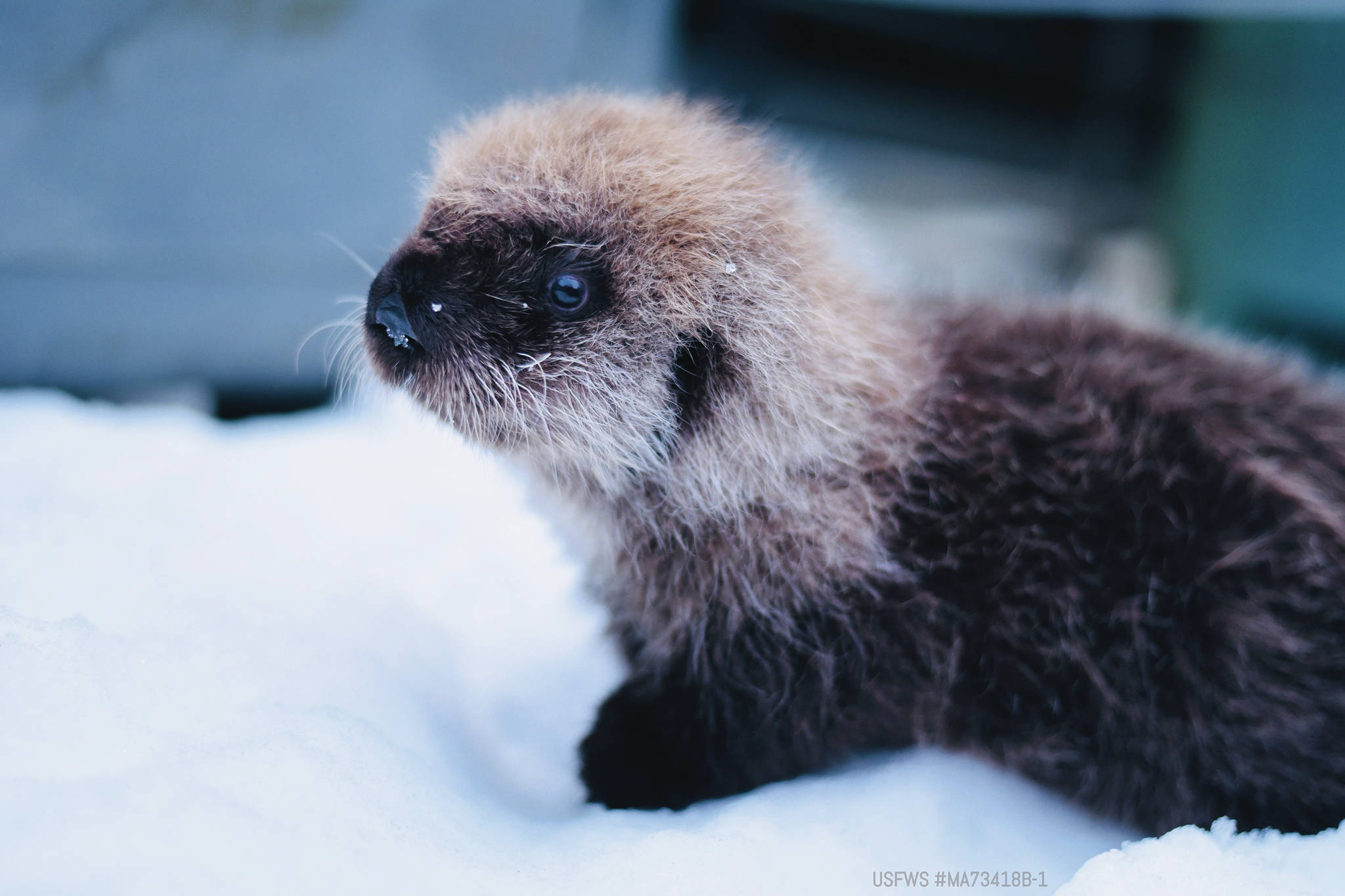Alaska SeaLife Center
A sea otter pup rescued in Homer is being cared for at the Alaska SeaLife Center in Seward.