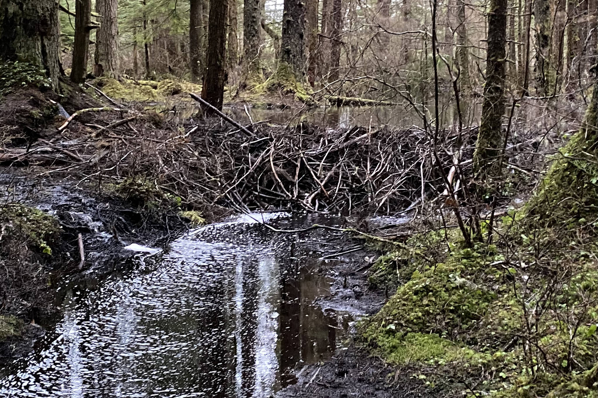This photo shows the handiwork of the beavers who have been busy along the rainforest trail. (Courtesy Photo / Denise Carroll)