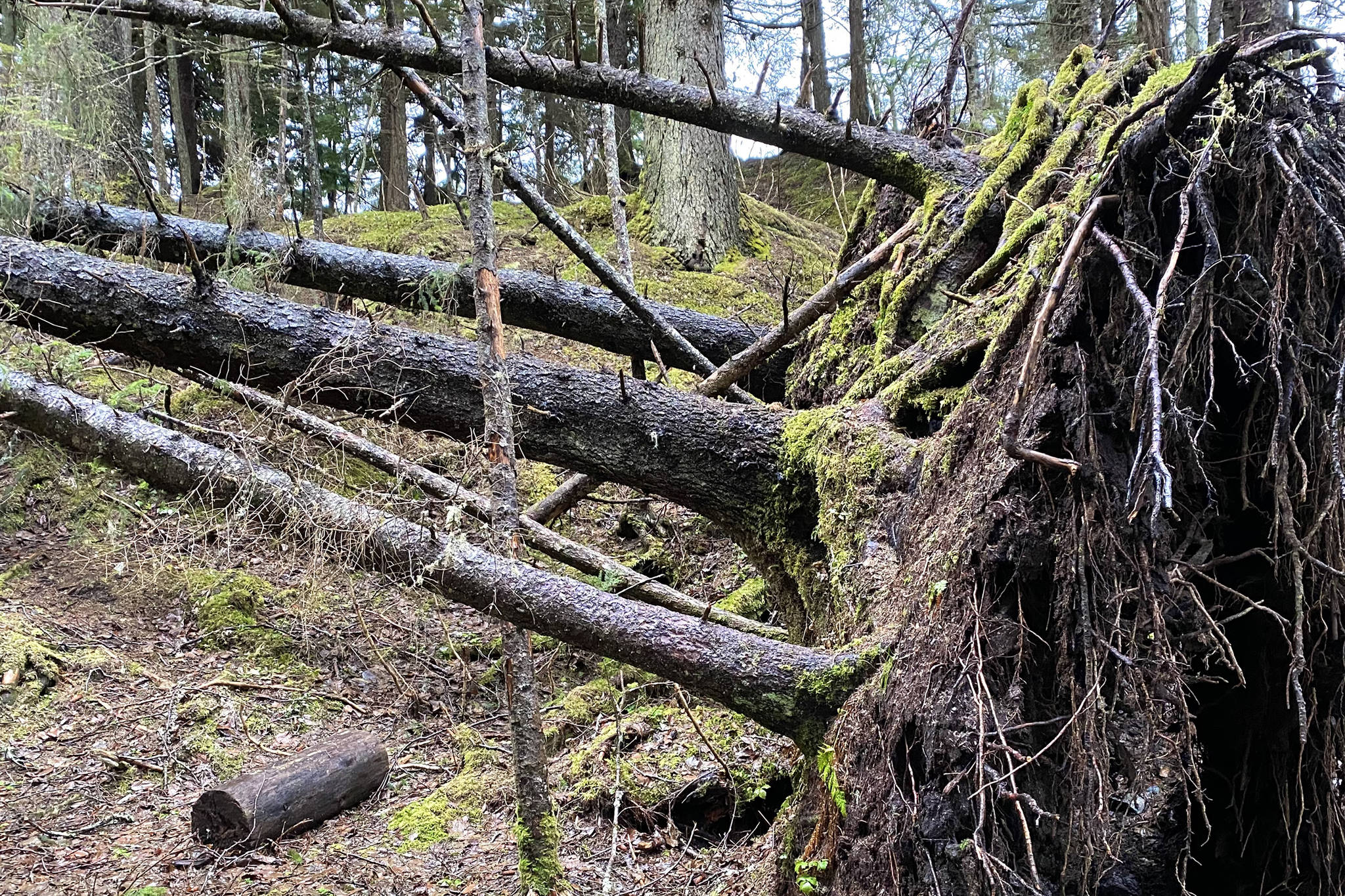 Four downed trees expose one large root system on the False Outer Poit Trail on Dec. 23. (Courtesy Photo / Denise Carroll)