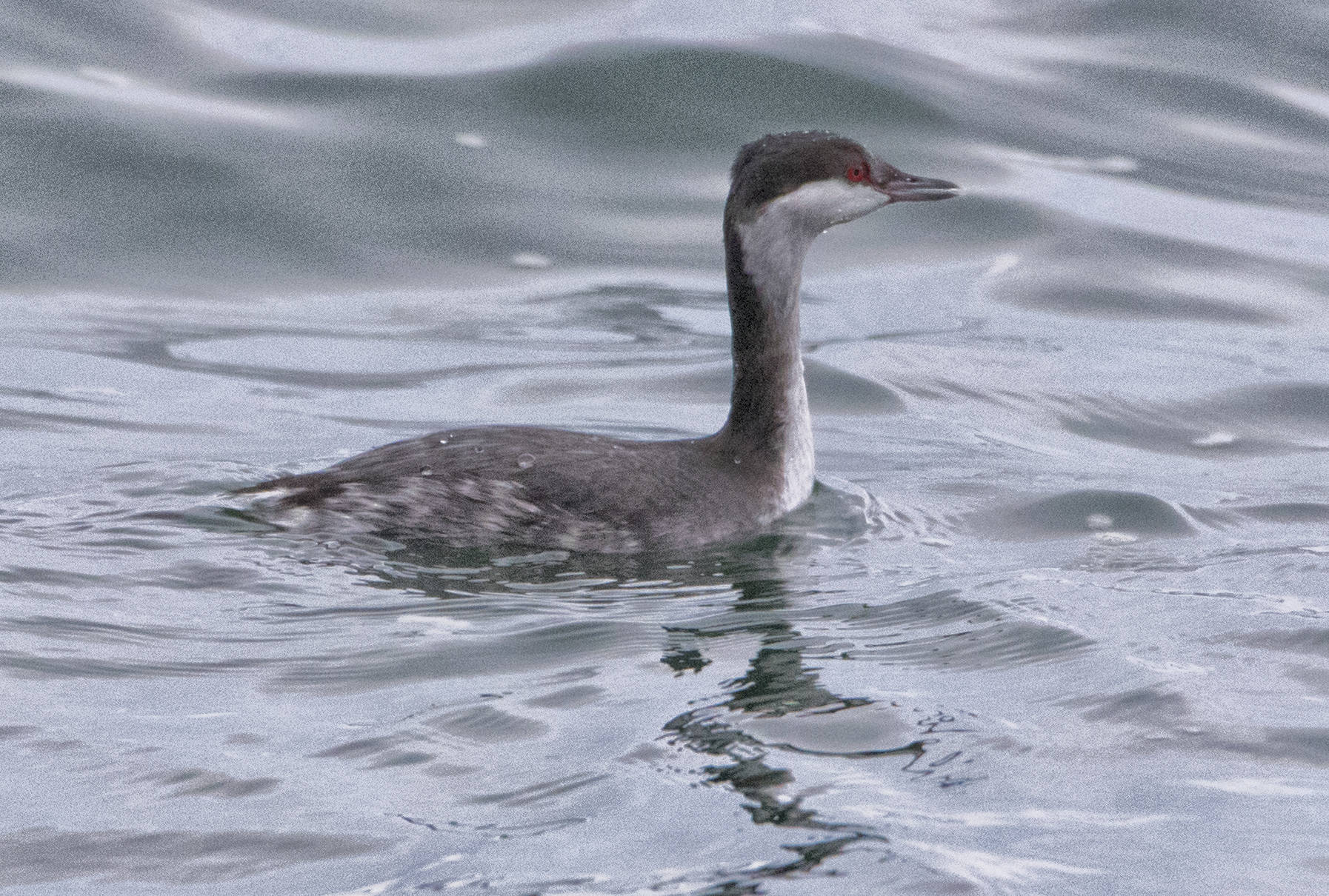 A winter horned grebe swims at Auke Recreation Area Cove on Friday, Dec. 18. (Courtesy Photo / Kenneth Gill, gilfoto)