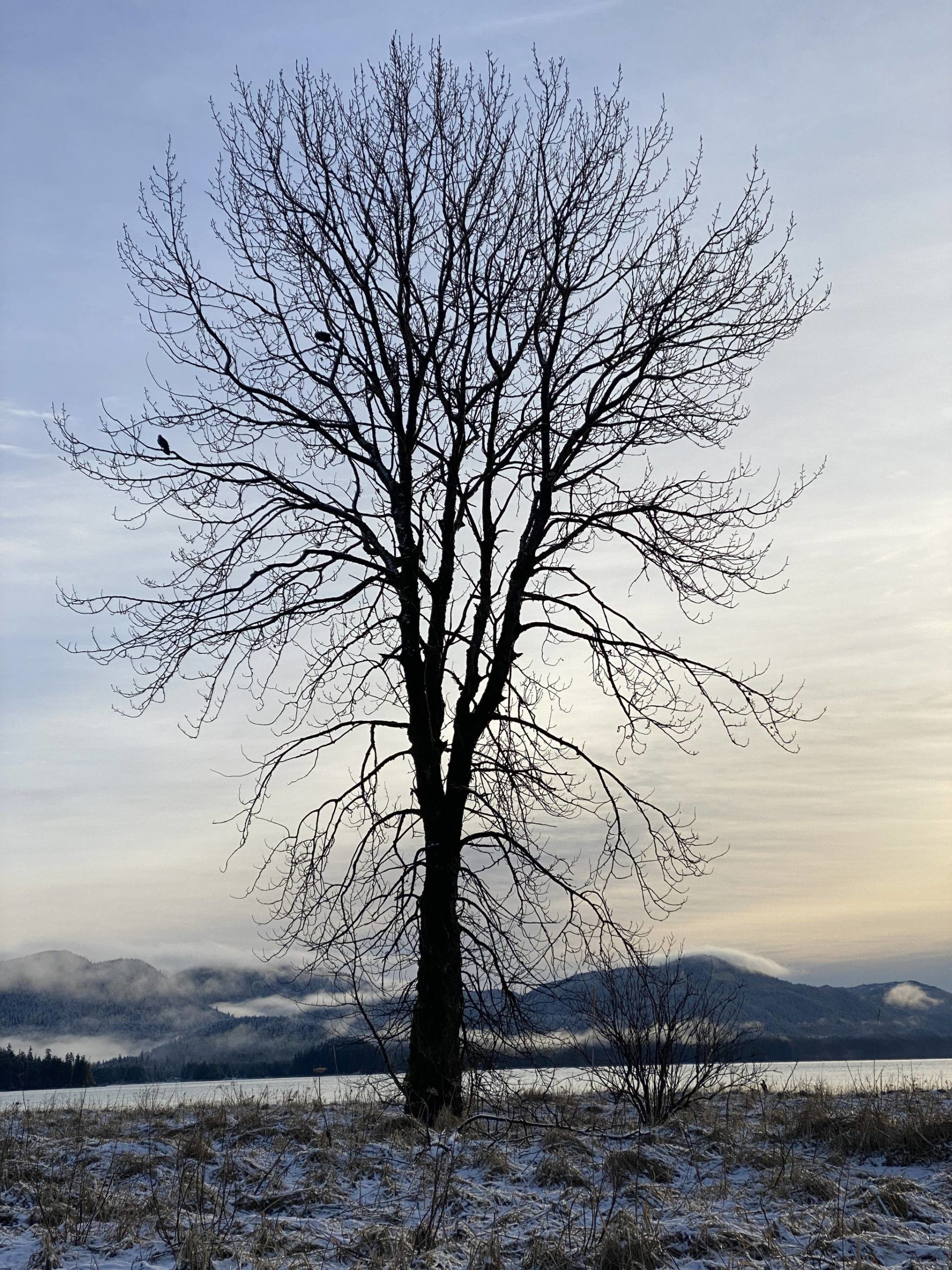 A tree stands bare along the Boy Scout Trail on Dec. 12. (Courtesy Photo / Deana Barajas)