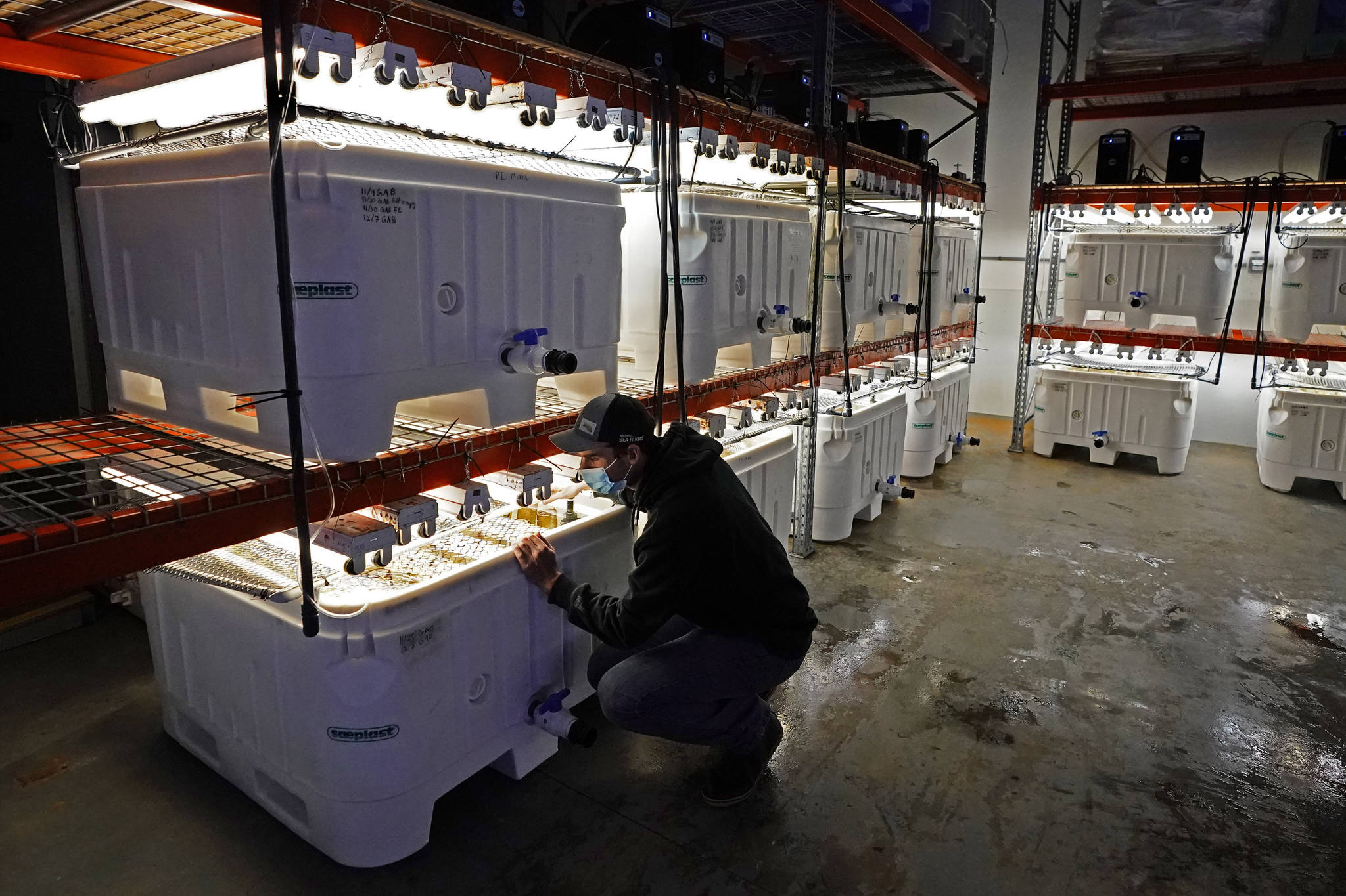Peter Crimp, kelp supply director for Atlantic Sea Farms, checks on tanks of seaweed spores growing at the company's nursery, Tuesday, Dec. 8, 2020, in Saco, Maine. Seaweed harvesting and farming in Maine has grown for several years as interest in foods and nutritional products made with the marine algae have risen in popularity. (AP Photo / Robert F. Bukaty)