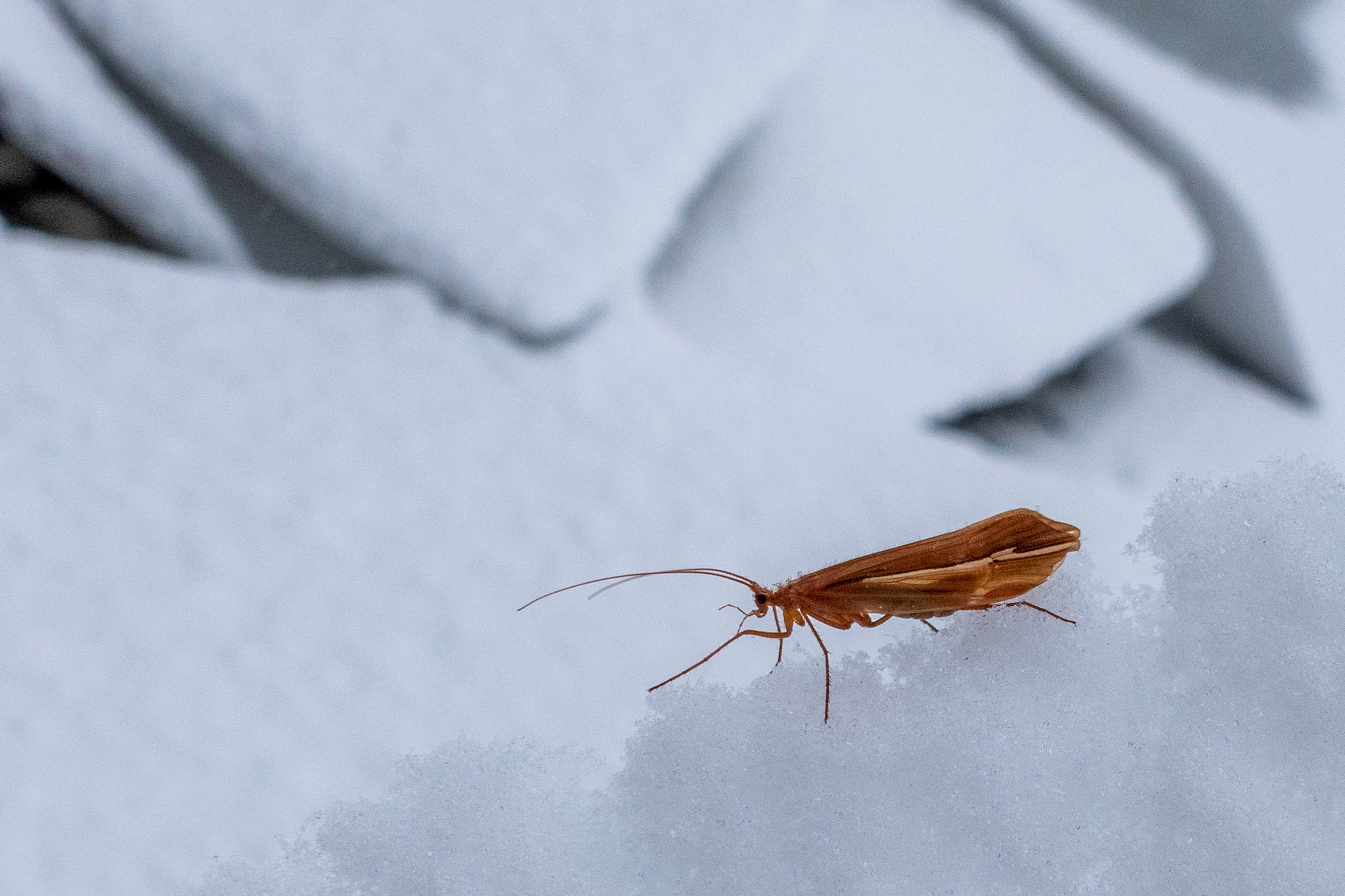 A winter caddisfly, sometimes called a snow sedge, walks down an icy ridge on the shore of Mendenhall Lake. (Courtesy Photo / Kerry Howard)