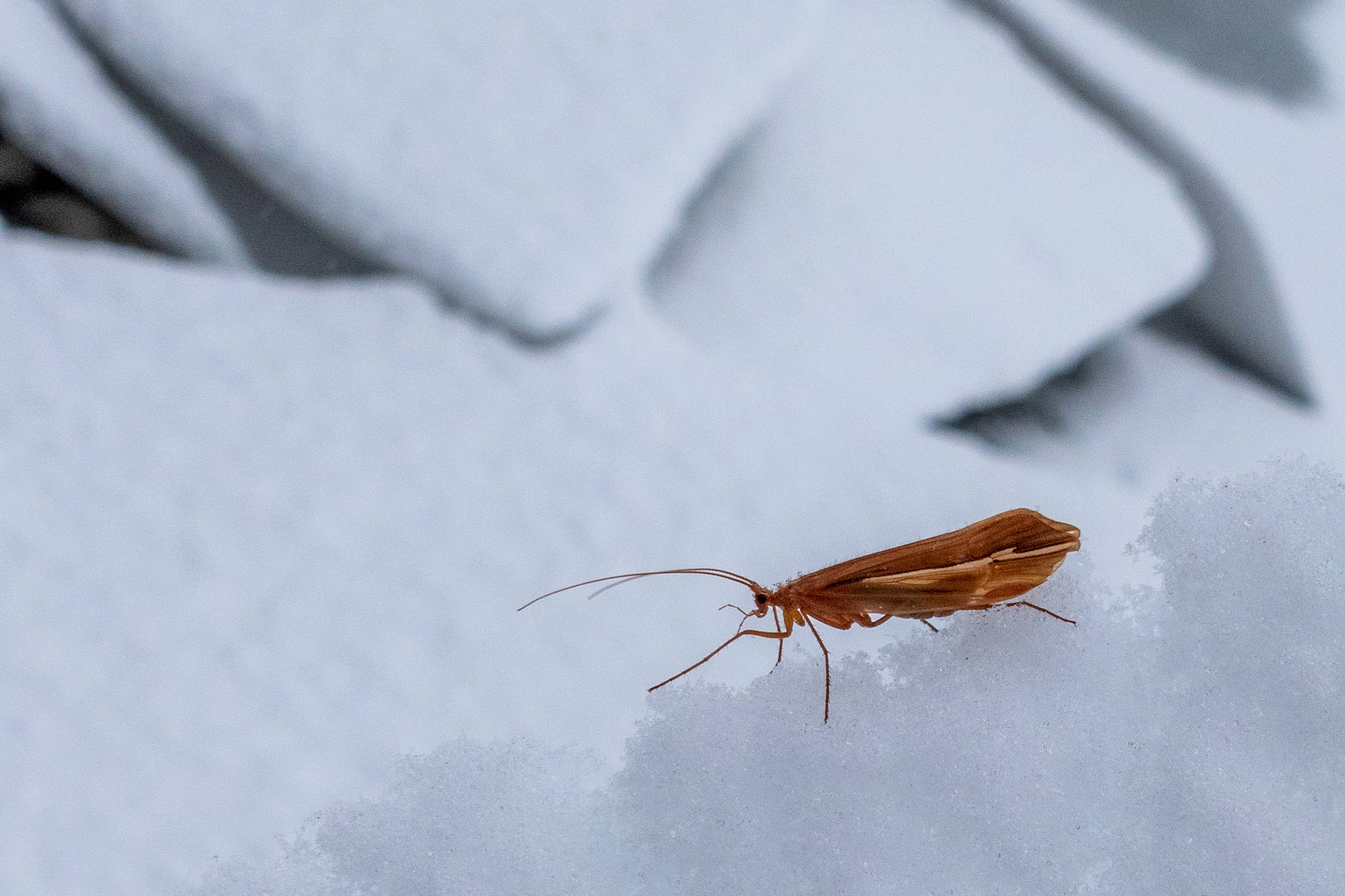 A winter caddisfly, sometimes called a snow sedge, walks down an icy ridge on the shore of Mendenhall Lake. (Courtesy Photo / Kerry Howard)