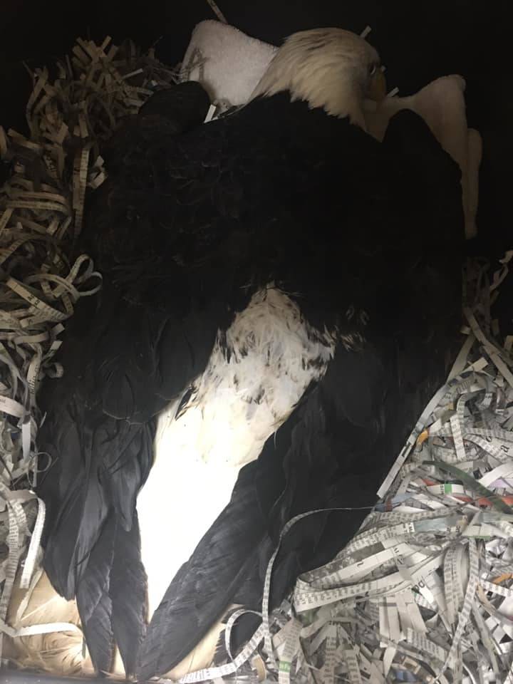 A bald eagle, seen in this photo, is in Sitka after suffering a gunshot wound. Anyone with information about the shooting, which likely took place between Mendenhall Loop and Montana Creek Road on Monday or Tuesday, are encouraged to contact the Juneau Raptor Center by email at info@juneauraptorcenter.org. (Courtesy Photo / Juneau Raptor Center)
