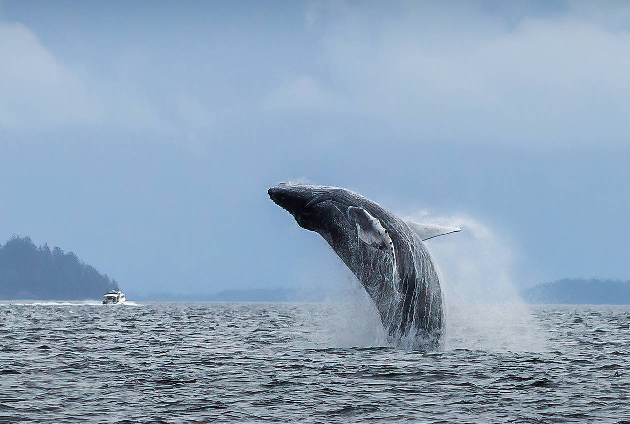 To capture a photo of a whale breaching, I used high shutter speed for the movement of the boat as the weather picked up. I chose the ISO in this case after firing off several series to dial in the ISO I was looking for. I was only after a whale breaching — I knew what I wanted for my end product! Canon 5D Mark III, Tamron 70-200 2.8, 1/2000, F7.1, ISO 640. (Courtesy Photo / Heather Holt)