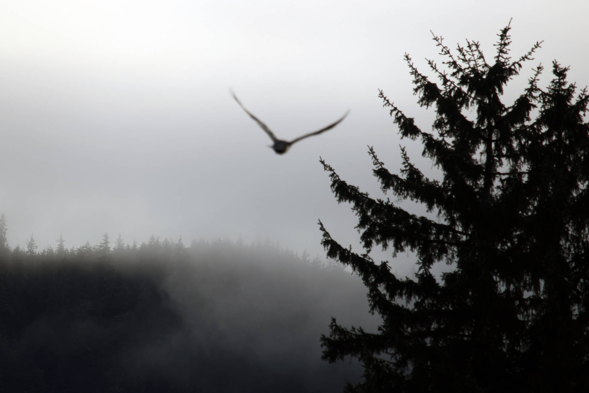 A bird flies by on the sort of gray day typical of December 2020 in Juneau. While there was persistent precipitation this year, Juneau is poised to fall several inches short of the record. (Ben Hohenstatt / Juneau Empire)