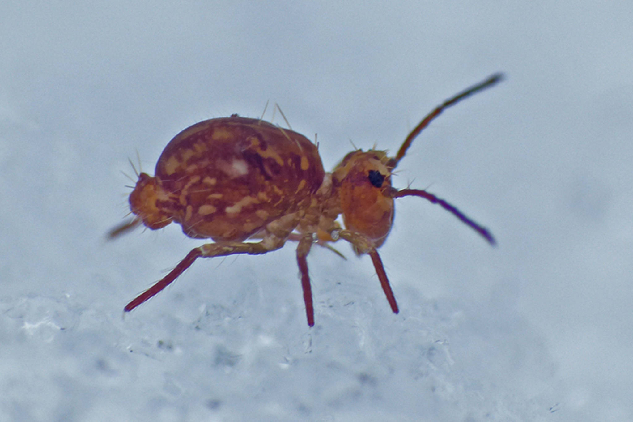 Springtails are non-insect arthropod. Most springtails can hop about using a forked appendage on the abdomen. They are among several arthropods that are active in the snow. (Courtesy Photo / Bob Armstrong)