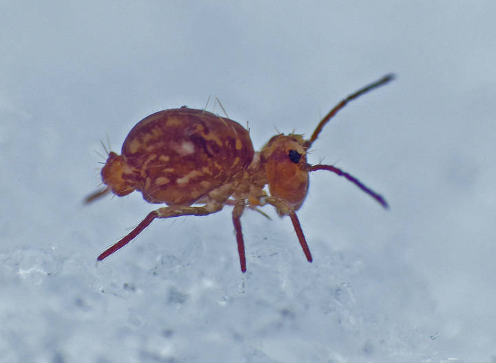 Springtails are non-insect arthropod. Most springtails can hop about using a forked appendage on the abdomen. They are among several arthropods that are active in the snow. (Courtesy Photo / Bob Armstrong)