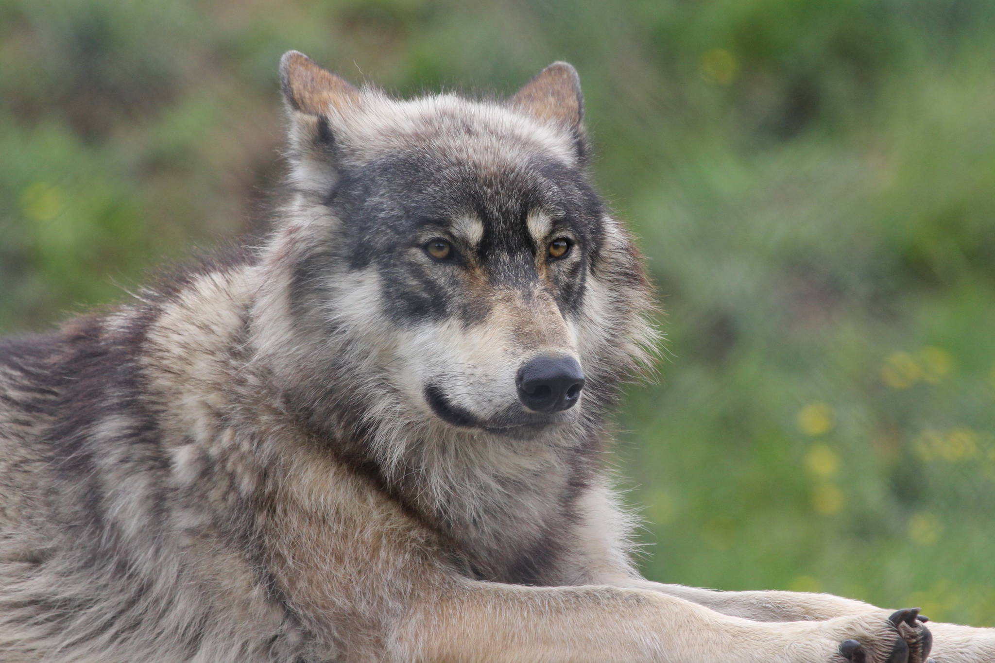 This photo shows a North American wolf. (Courtesy Photo / Mark Kent, Wikimedia)