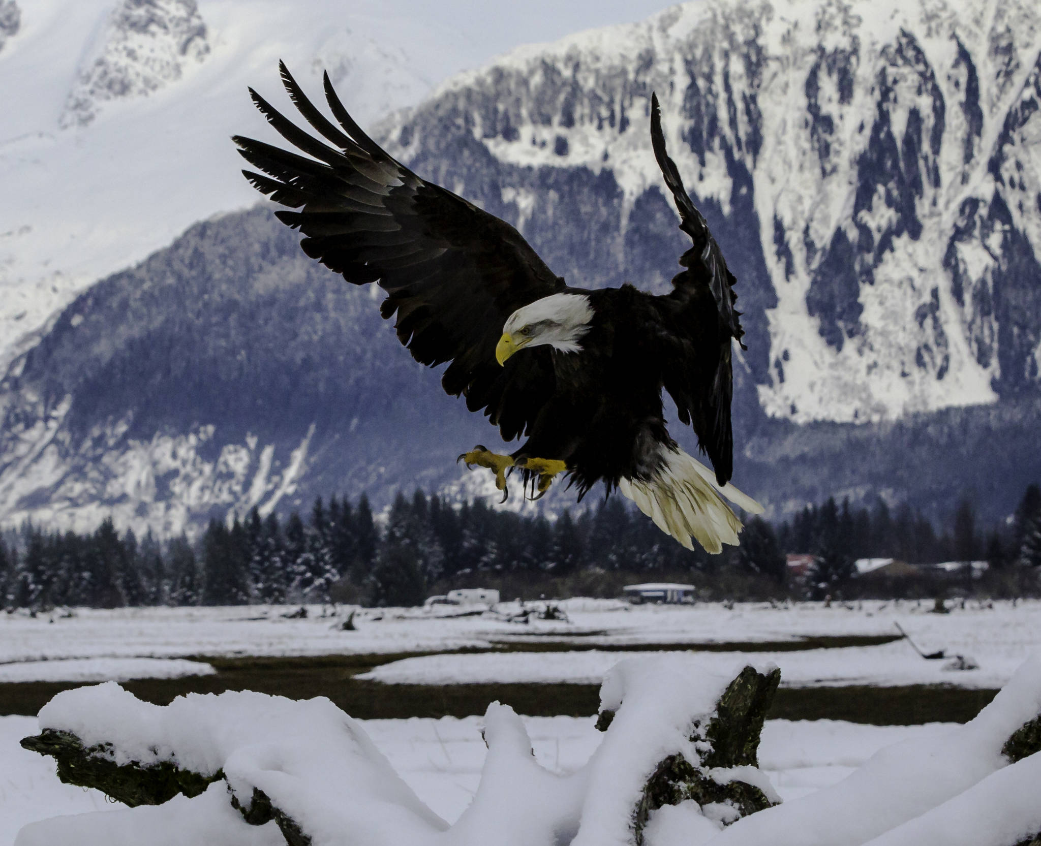This photo shows a bald eagle on Jan. 3 at the Mendenhall Wetlands. (Courtesy Photo / Jack Beedle)