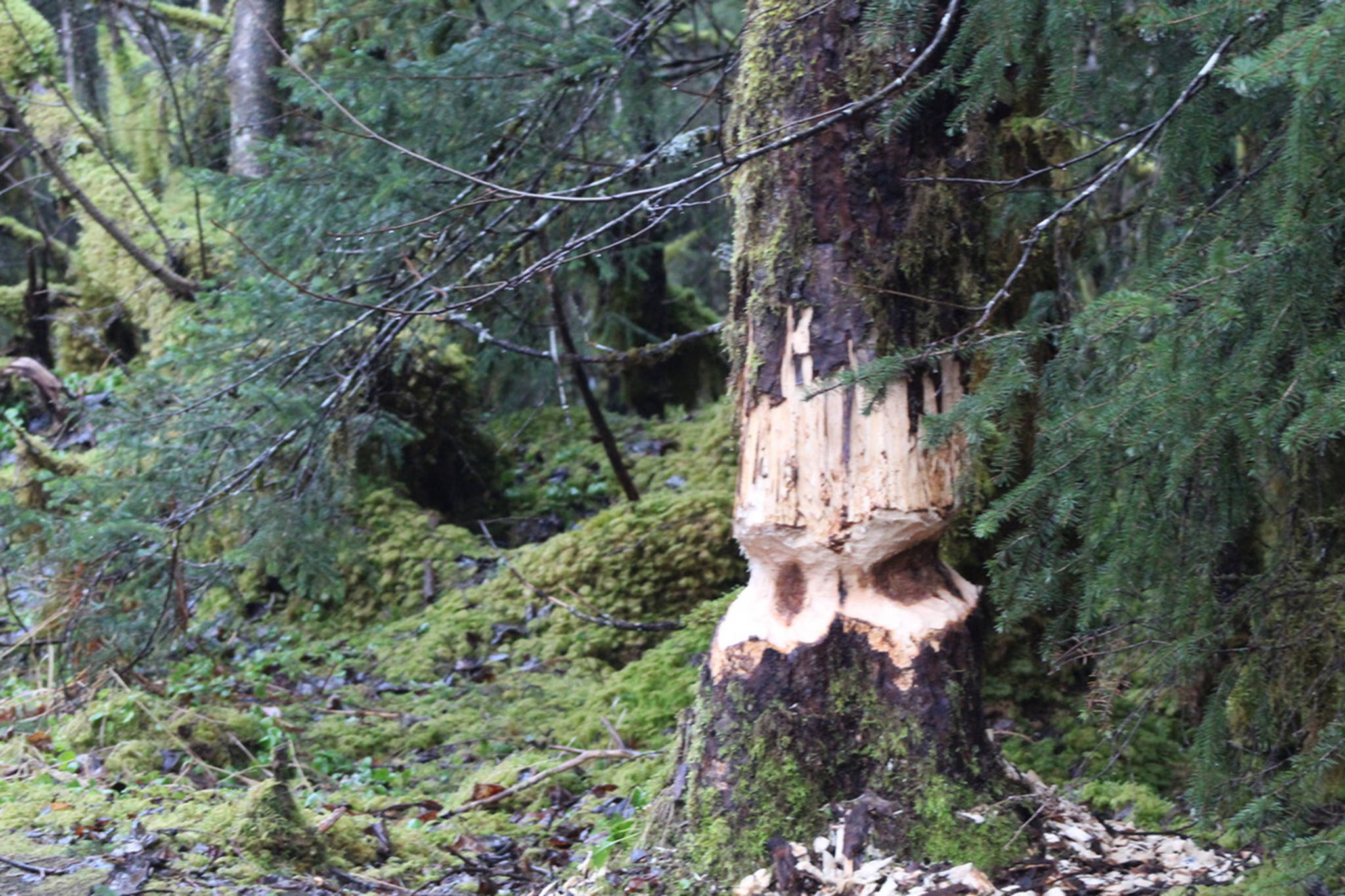 This tree was seen on the Moraine Ecology Trail near the Mendenhall Glacier on Jan. 18. (Courtesy Photo / Carolyn Kelley)