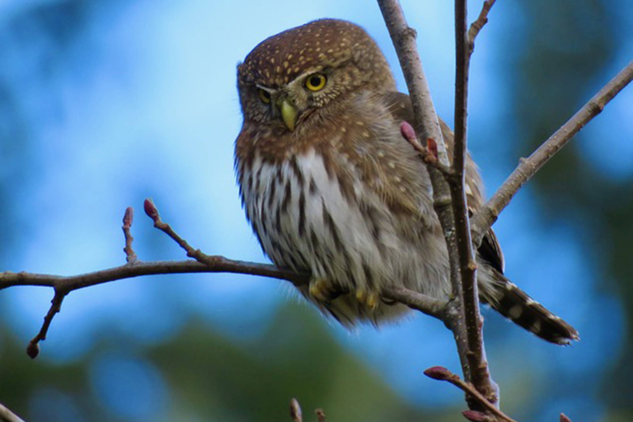 Northern Pygmy Owl near Blind River Rapids, Mitkof Island Jan. 19, 2021 (Courtesy photo / Becky Knight )