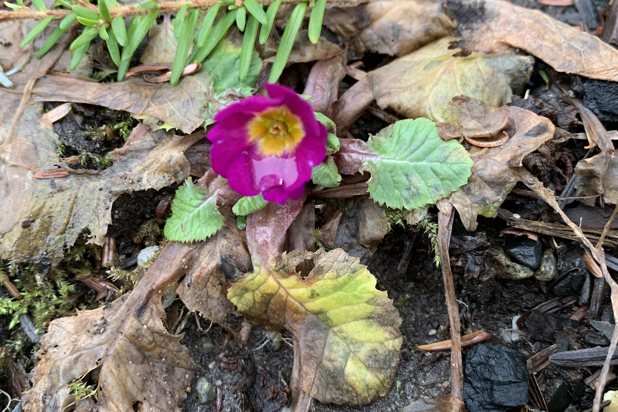 A confused primrose blooms in mid-January after a couple weeks of mild weather. (Courtesy Photo / Paul Dick)
