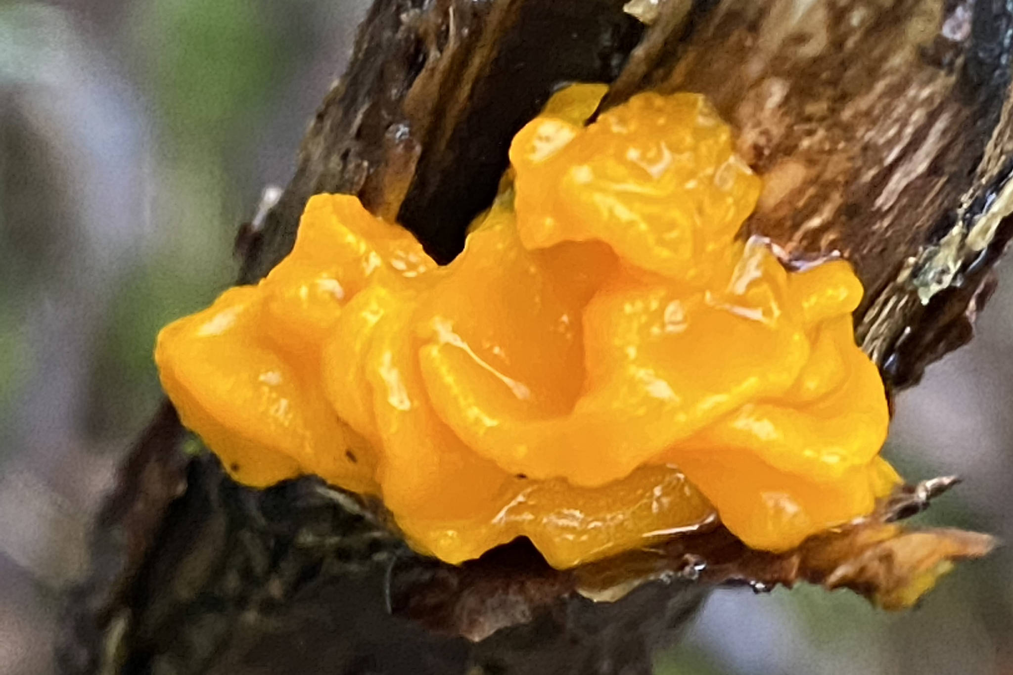 Witch’s butter, a jelly fungus, is found on decaying branches or trees and is slimy when wet as seen on the Treadwell mine ruins Trail on Jan. 16, 2021. (Courtesy Photo / Denise Carroll)