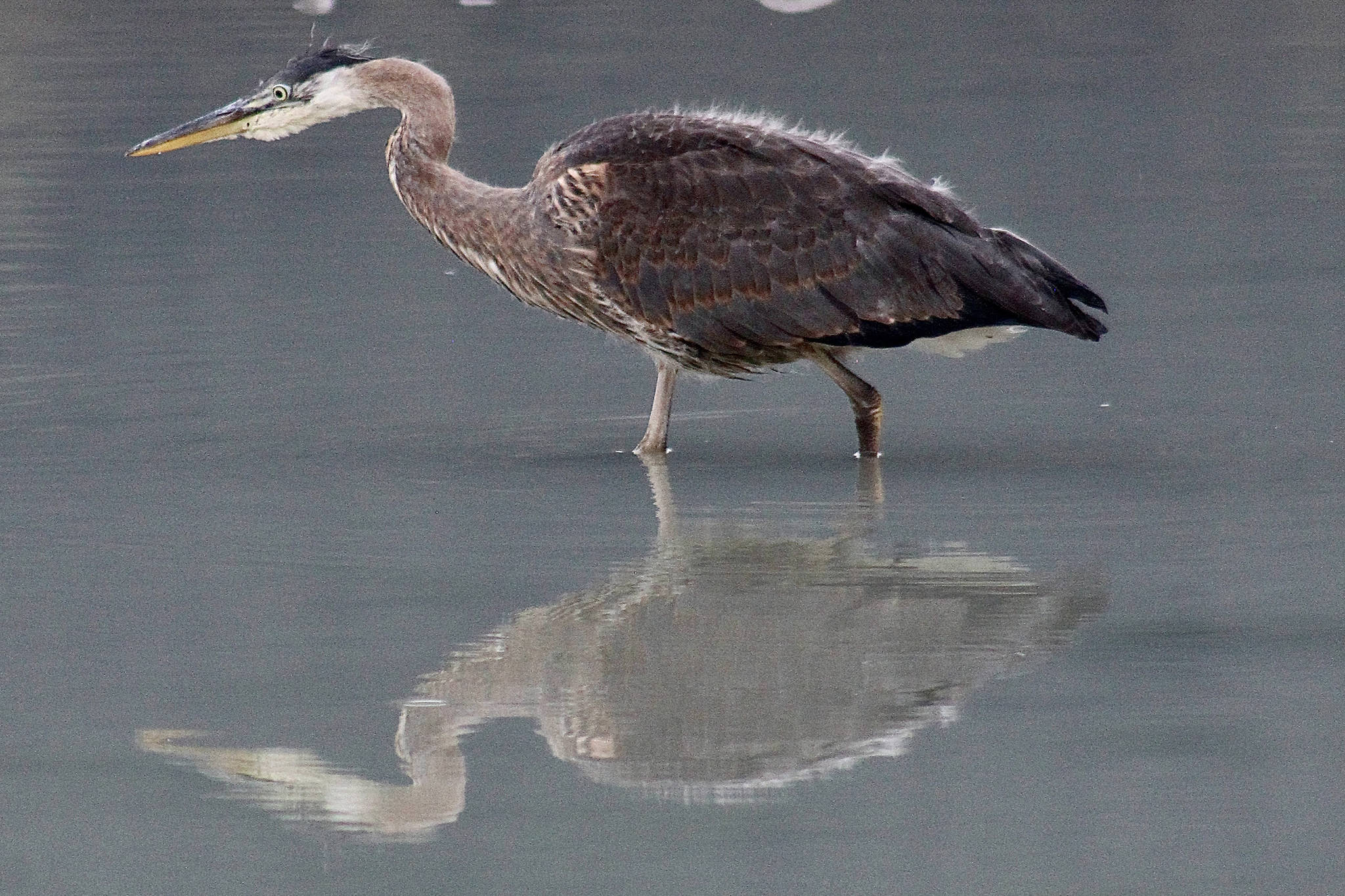A blue heron wades in the water Sept. 22, 2020 at the Mendenhall Glacier. (Courtesy Photo / Bergen Davis)