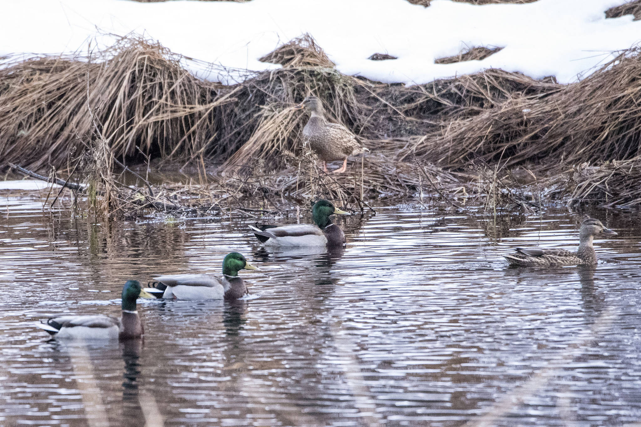Part of a sord of mallards swims by the salt chuck. (Courtesy Photo / Kenneth Gill, gillfoto)