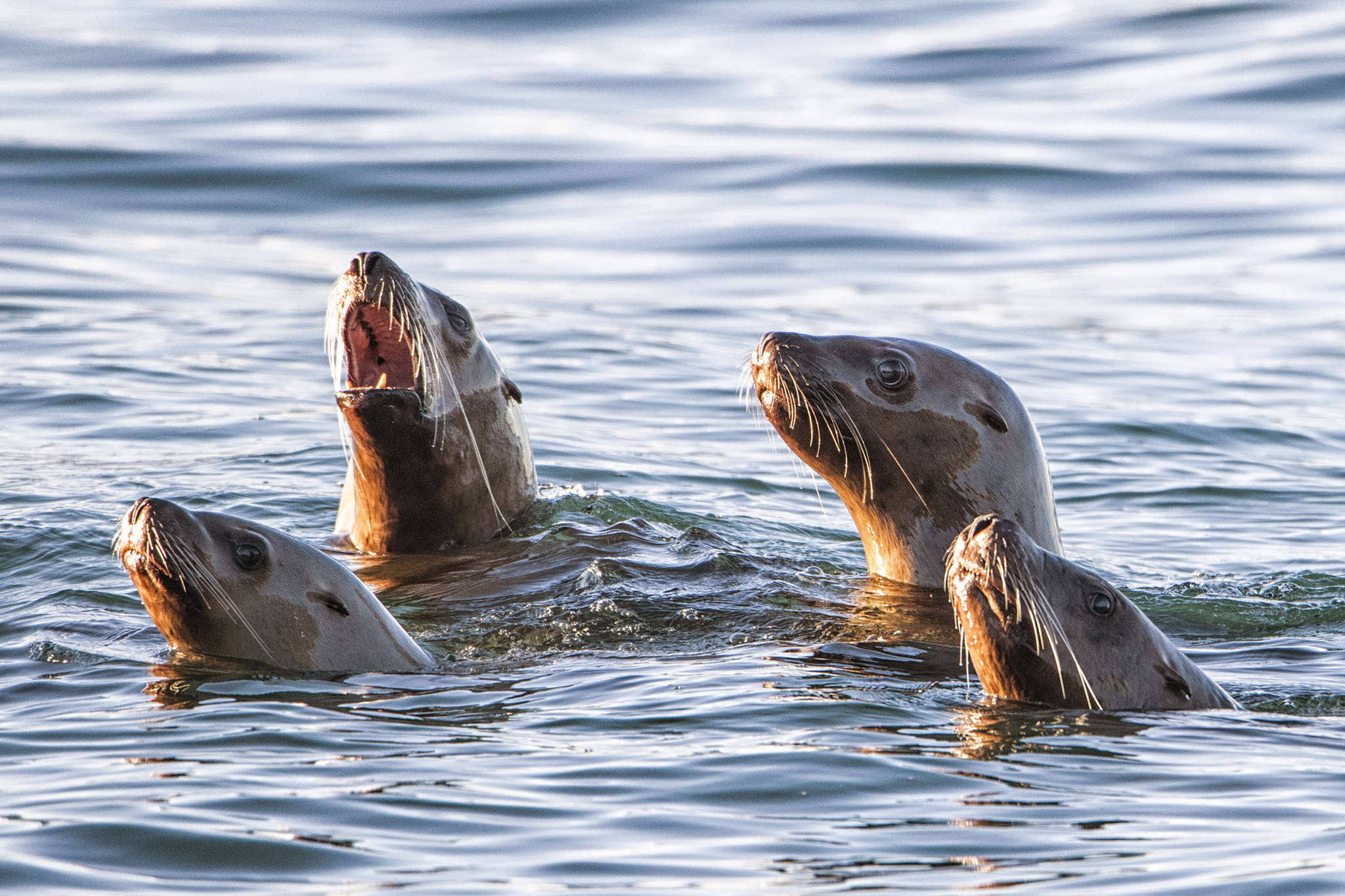 A quartet of Sea Lions off Point Louisa poke their heads above the water on Jan. 27. (Courtesy Photo / Kenneth Gill, gillfoto)