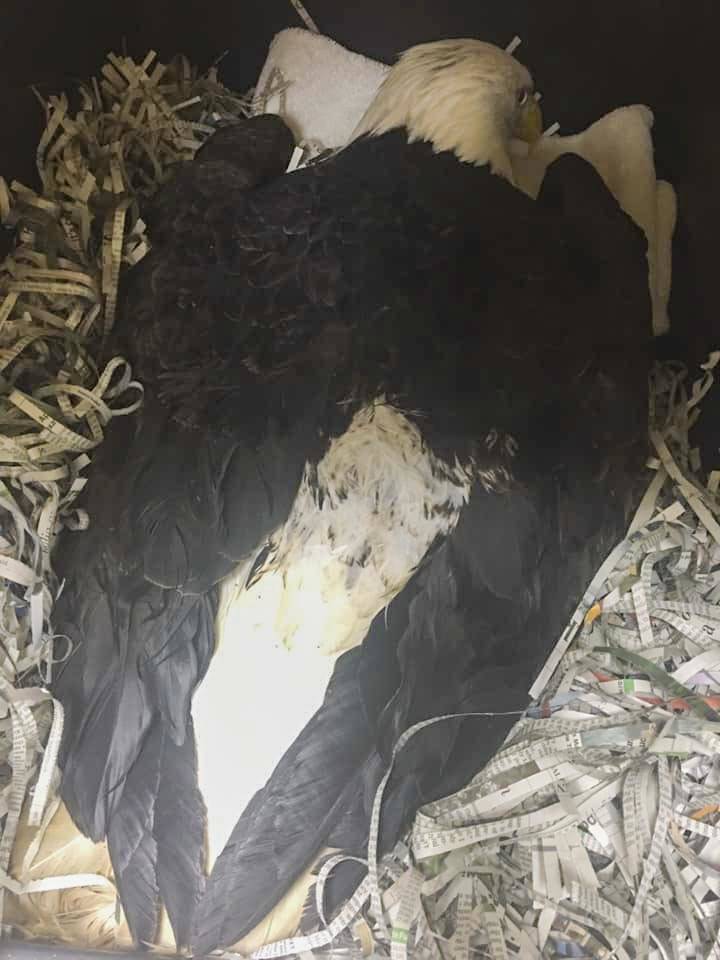 A bald eagle found near Montana Creek Road on Dec. 22 had to be euthanized due to injuries, visible here, received from a lead shot fired from a shotgun. The Fish and Wildlife Service is offering a reward for information on the shooter. (Courtesy photo / Juneau Raptor Center)