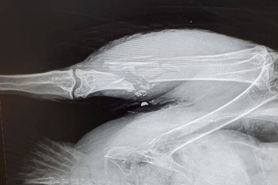 A bald eagle found near Montana Creek Road on Dec. 22 had to be euthanized due to injuries, visible here, received from a lead shot fired from a shotgun. The Fish and Wildlife Service is offering a reward for information on the shooter. (Courtesy photo / Juneau Raptor Center)