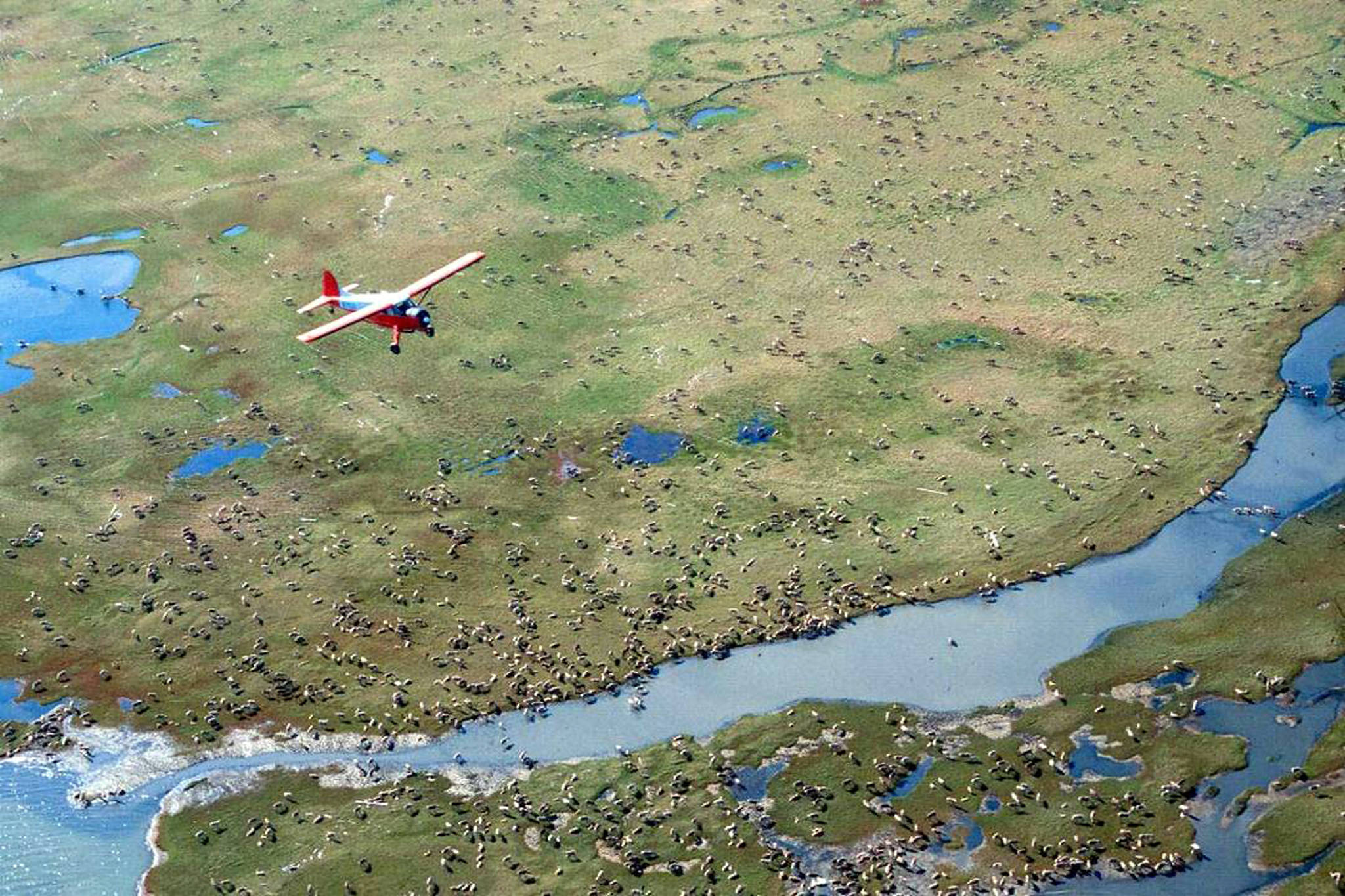 An airplane flies over caribou from the Porcupine caribou herd on the coastal plain of the Arctic National Wildlife Refuge in northeast Alaska. Conservationists will try to persuade a U.S. judge to stop the Trump administration from issuing leases to oil and gas companies in the Arctic National Wildlife Refuge. The Anchorage Daily News reported that the videoconference Monday, Jan. 4, 2021, in U.S. District Court in Anchorage is expected to determine whether the Bureau of Land Management can open bids in an online lease sale scheduled for Wednesday. The agency has offered 10-year leases on 22 tracts covering about 1,563 square miles in the coastal plain, which accounts for about 5% of the refuge’s area. (Courtesy Photo / U.S. Fish and Wildlife Service)