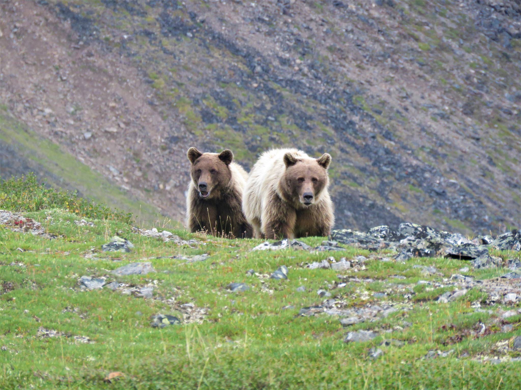 Courtesy Photo / Bjorn Dihle 
A mom brown bear accompanies a big cub in the Brooks Range.