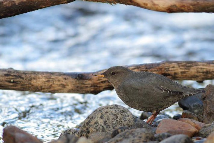 A dipper perches at streamside. (Zachary Hanna)