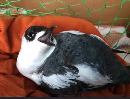 This Marbled Murrelet seabird was found in the waters of Auke Bay Friday looking “stunned.” Volunteers took the bird to the Juneau Raptor Center where it was treated for likely head trauma and released back into the wild. (Courtesy Photo / Juneau Raptor Center)
