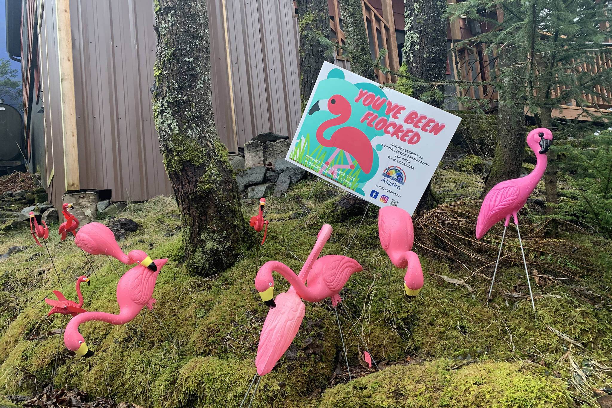 Dana Zigmund / Juneau Empire
A flamboyance of flamingos greets Juneau residents on Calhoun Avenue near the State Office Building last week. The local International Order of the Rainbow Girls service sorority is deploying the birds in a new location each week to bring joy to Juneau during a difficult time.